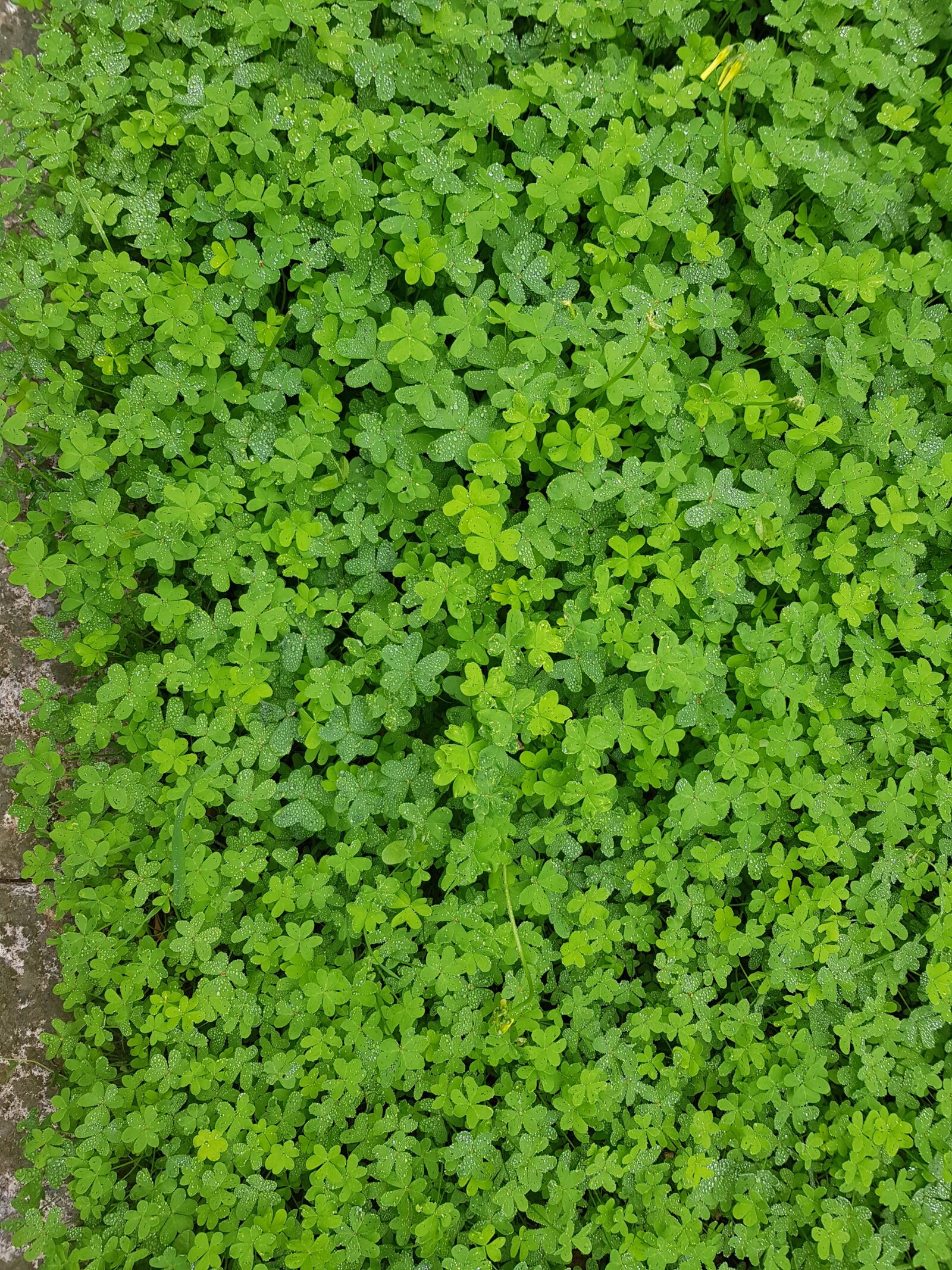 Samsung Galaxy S8 sample photo. Four-leaf clover, shamrocks, green photography