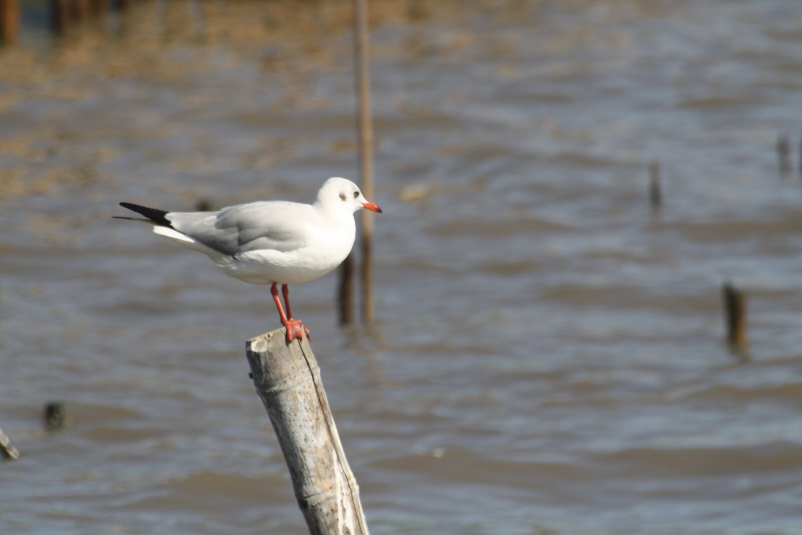 Canon EOS 1000D (EOS Digital Rebel XS / EOS Kiss F) sample photo. Seagull, nature, bird photography