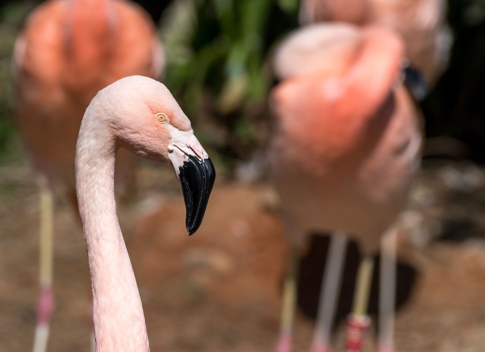 Nikon D5500 sample photo. Flamingo, bird, nature photography