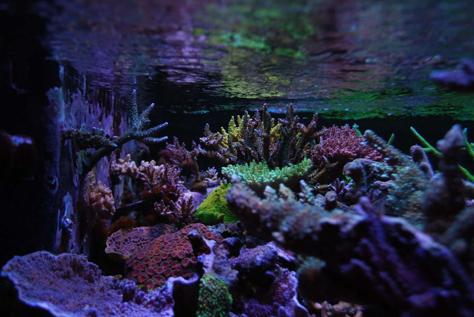Nikon D60 sample photo. Reef tank, sps, corals photography