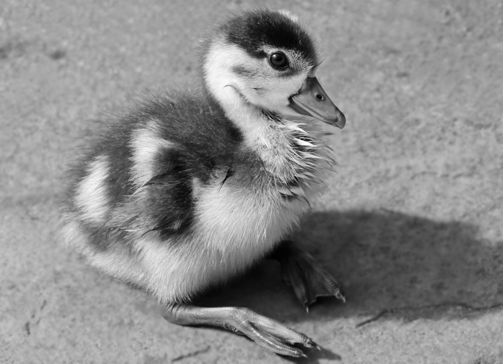 Canon EOS 100D (EOS Rebel SL1 / EOS Kiss X7) sample photo. Chicks, goslings, goose photography