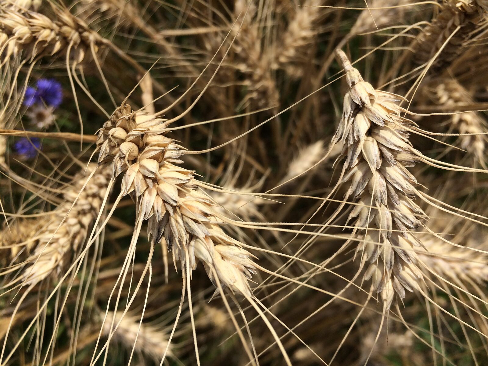Apple iPhone 5s sample photo. Wheat, spike, grain photography