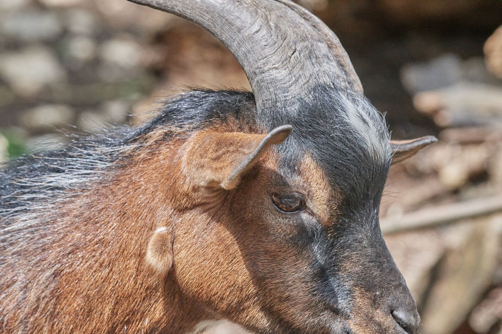 Nikon D500 sample photo. Geis, horns, billy goat photography