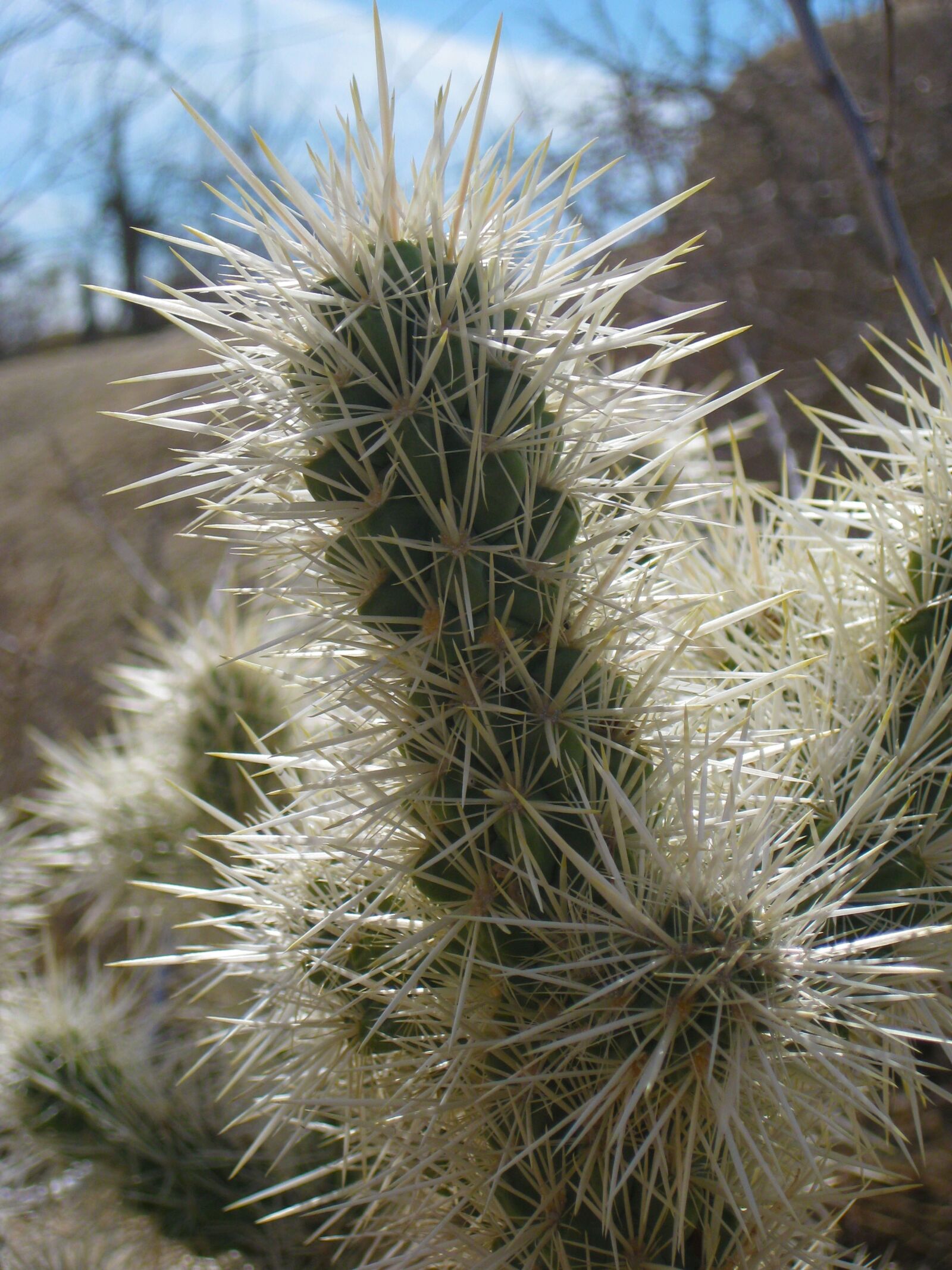 Canon PowerShot SD1100 IS (Digital IXUS 80 IS / IXY Digital 20 IS) sample photo. Cactus, desert, joshua tree photography