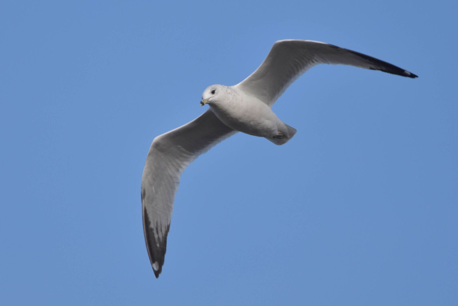 Nikon D3400 sample photo. Bird, seagull, ring-billed gull photography