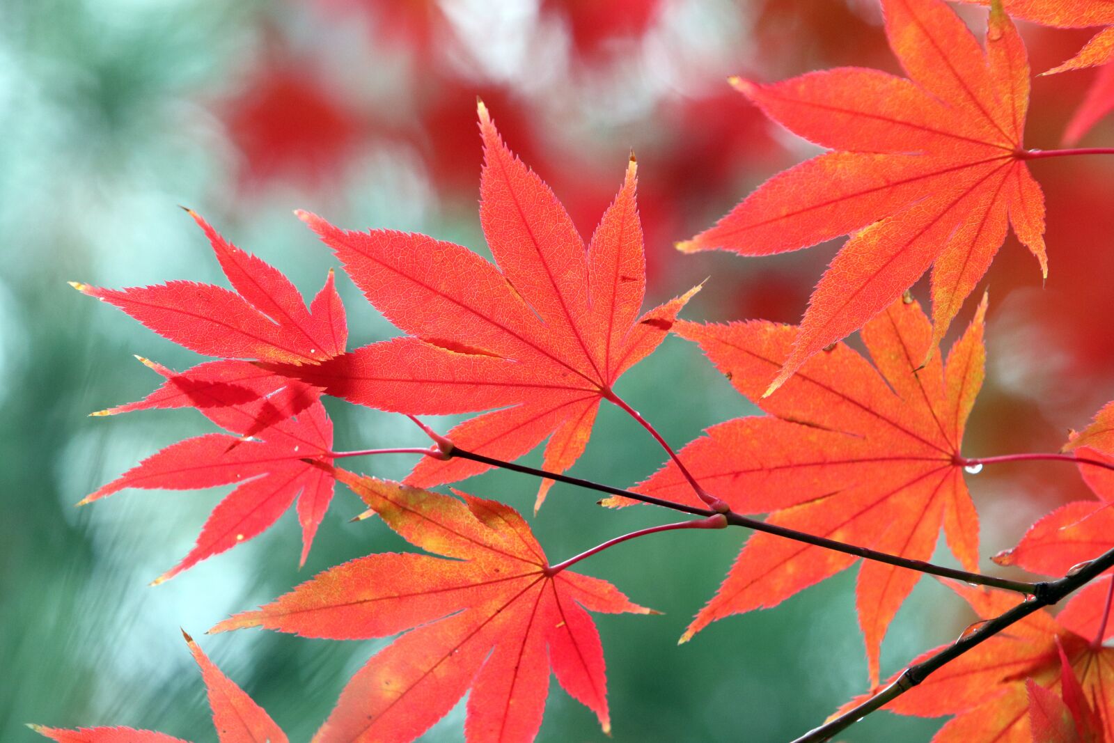 Canon EF 70-200mm F2.8L USM sample photo. Autumn, autumn leaves, colorful photography