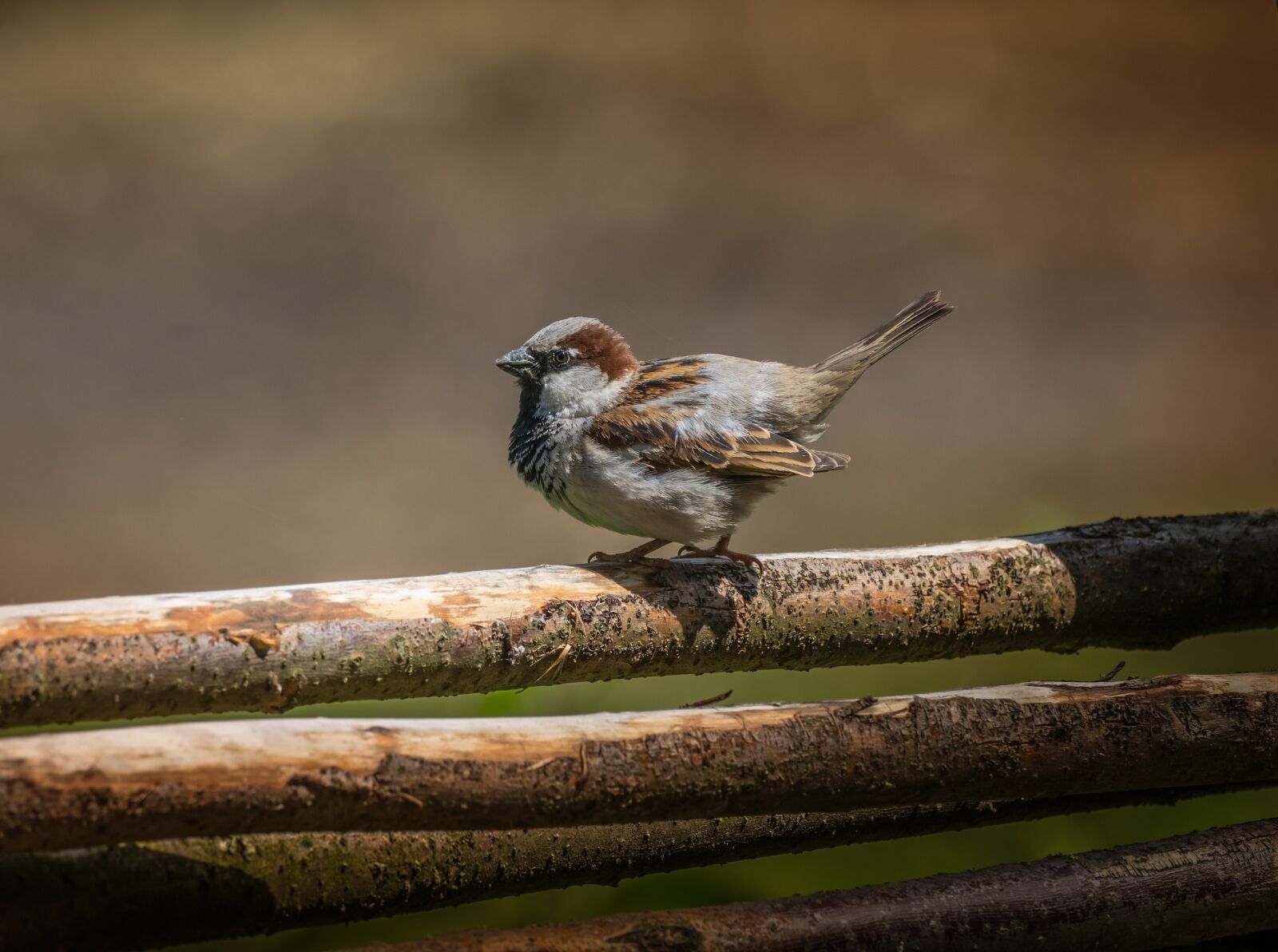 OLYMPUS M.300mm F4.0 sample photo. The sparrow, bird, animals photography