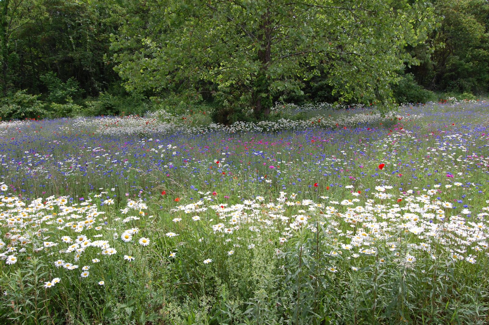 Nikon D40 sample photo. Field, flowers, summer photography