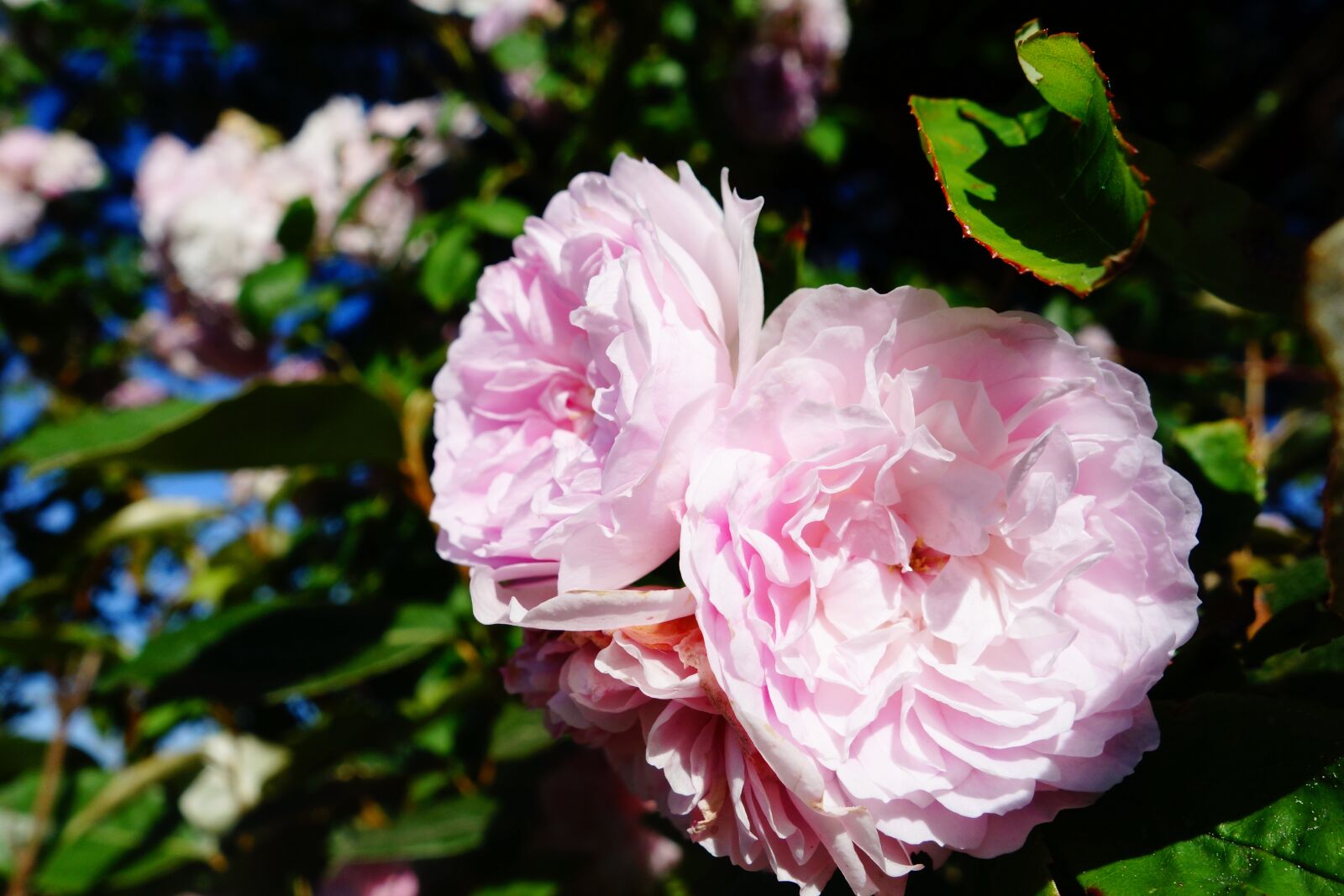 Sony Cyber-shot DSC-RX100 sample photo. Pink, flower, garden photography