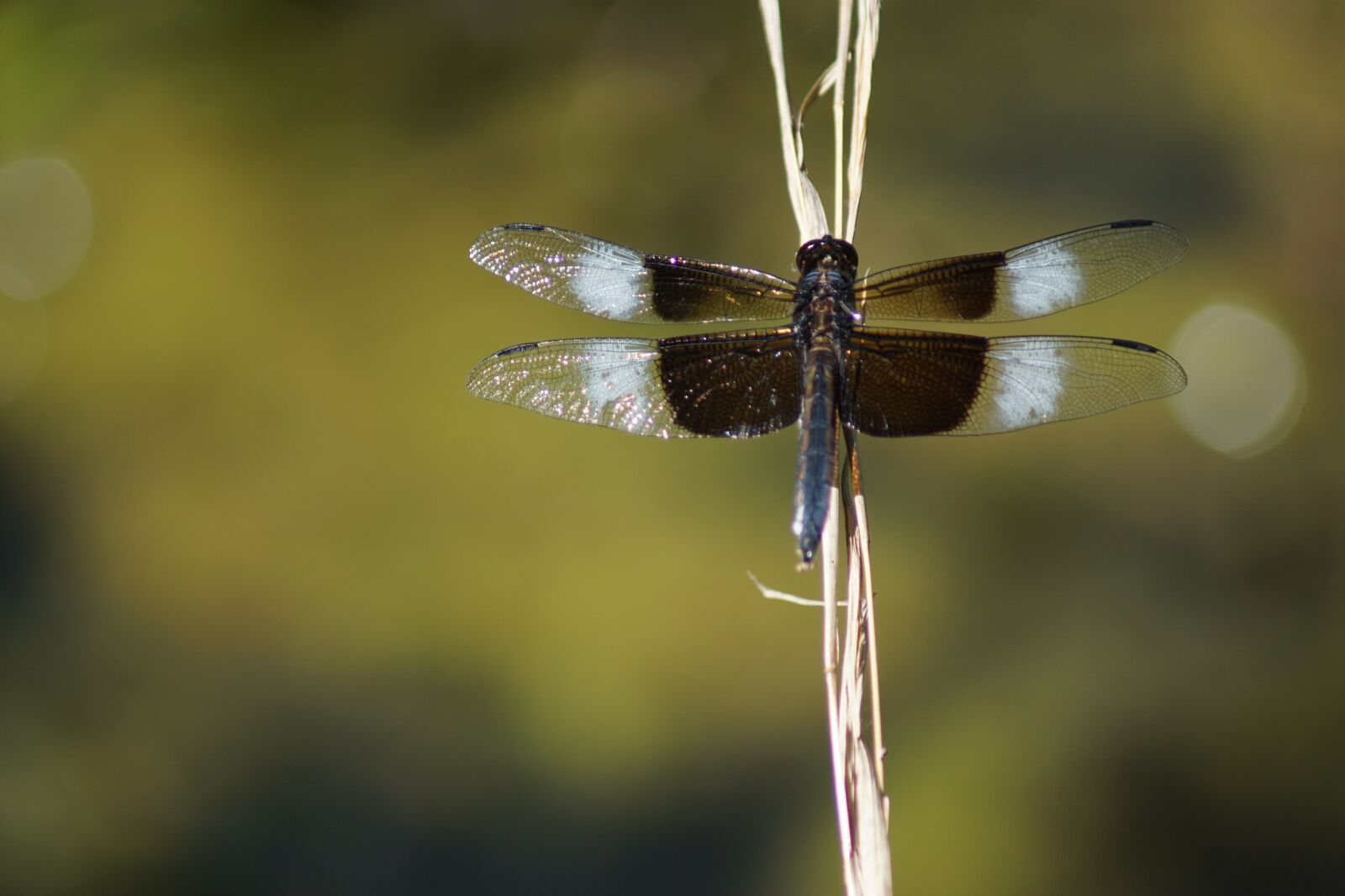 Sony ILCA-77M2 sample photo. Nature, dragonfly, insect photography