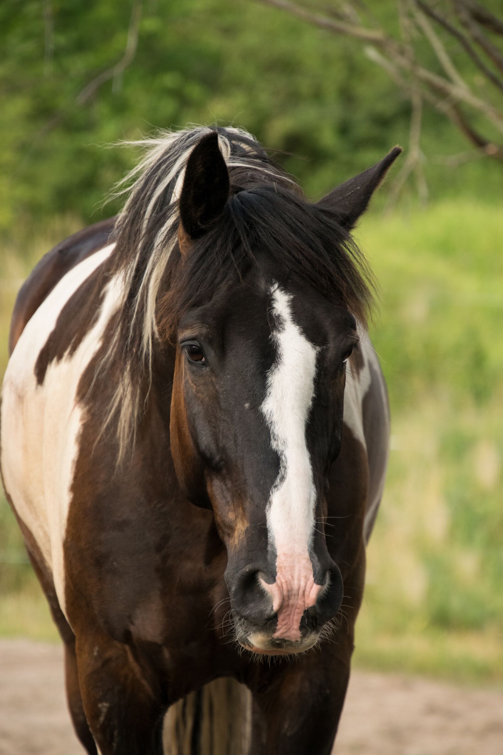 Nikon D3300 sample photo. Baroque pinto, horse, animal photography