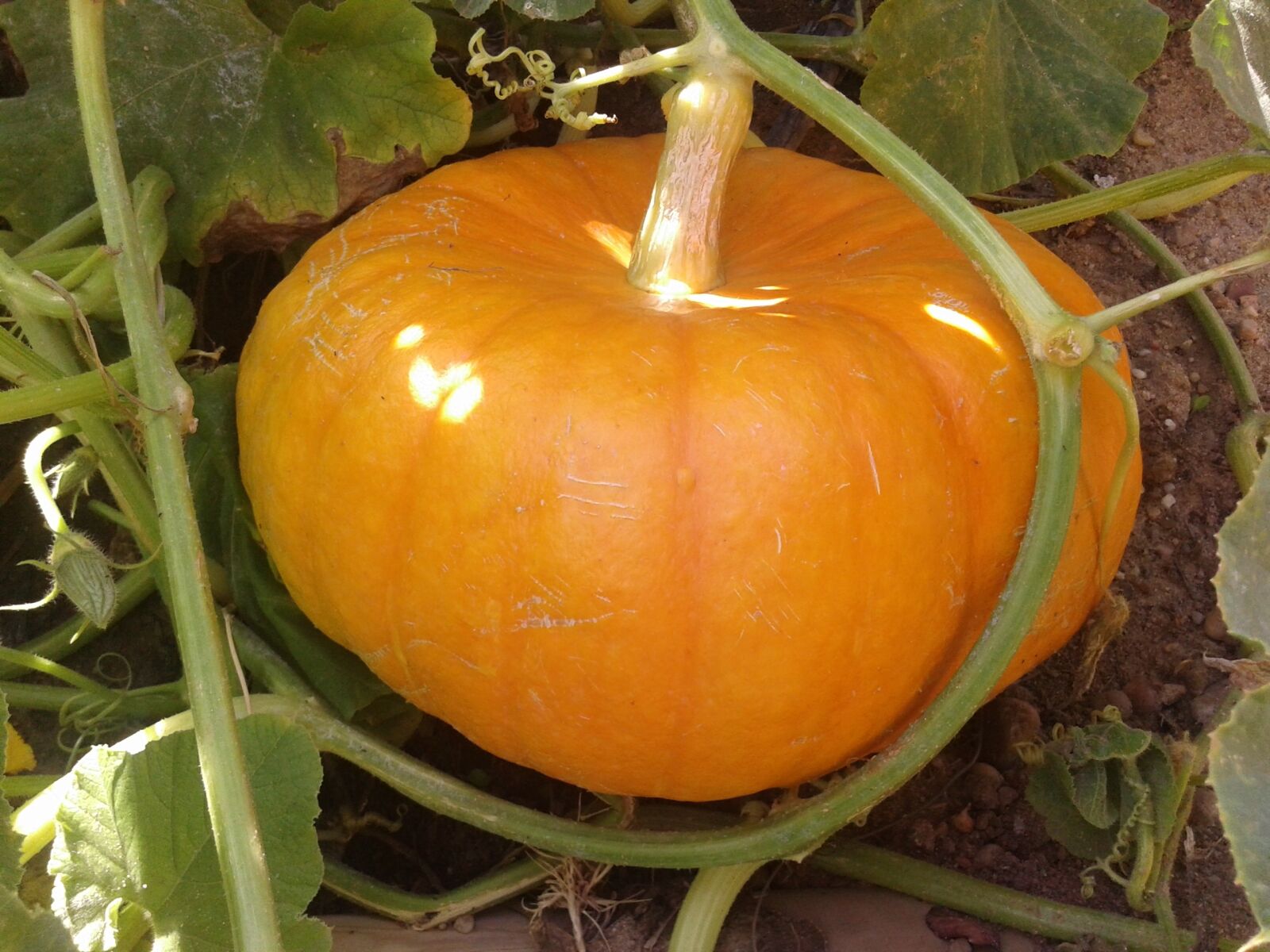 Samsung Galaxy Core sample photo. Pumpkin, autumn, orchard photography