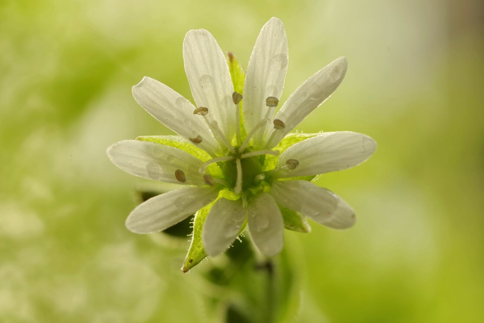 Pentax K-S2 sample photo. Flower, white, clear photography