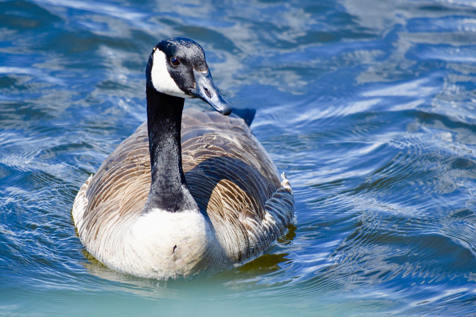 Nikon D3400 sample photo. Goose, lake, swim photography