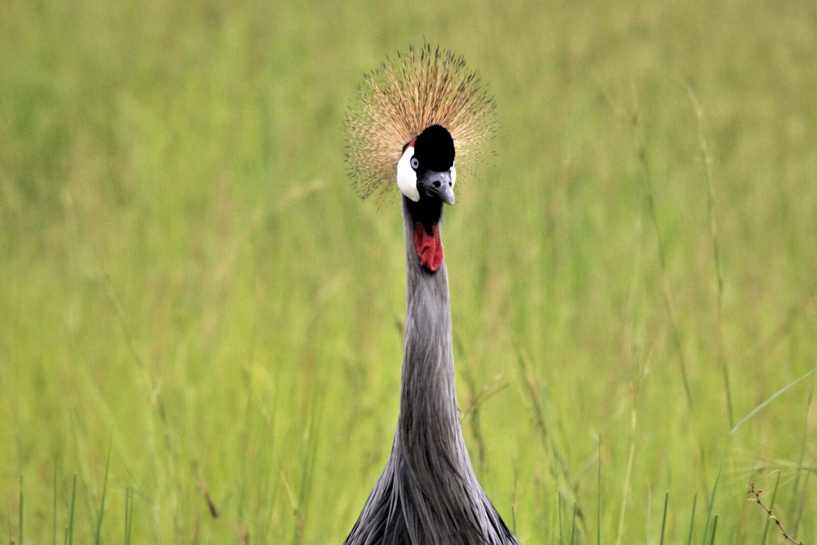 Canon EOS 60D sample photo. East african crested crane photography