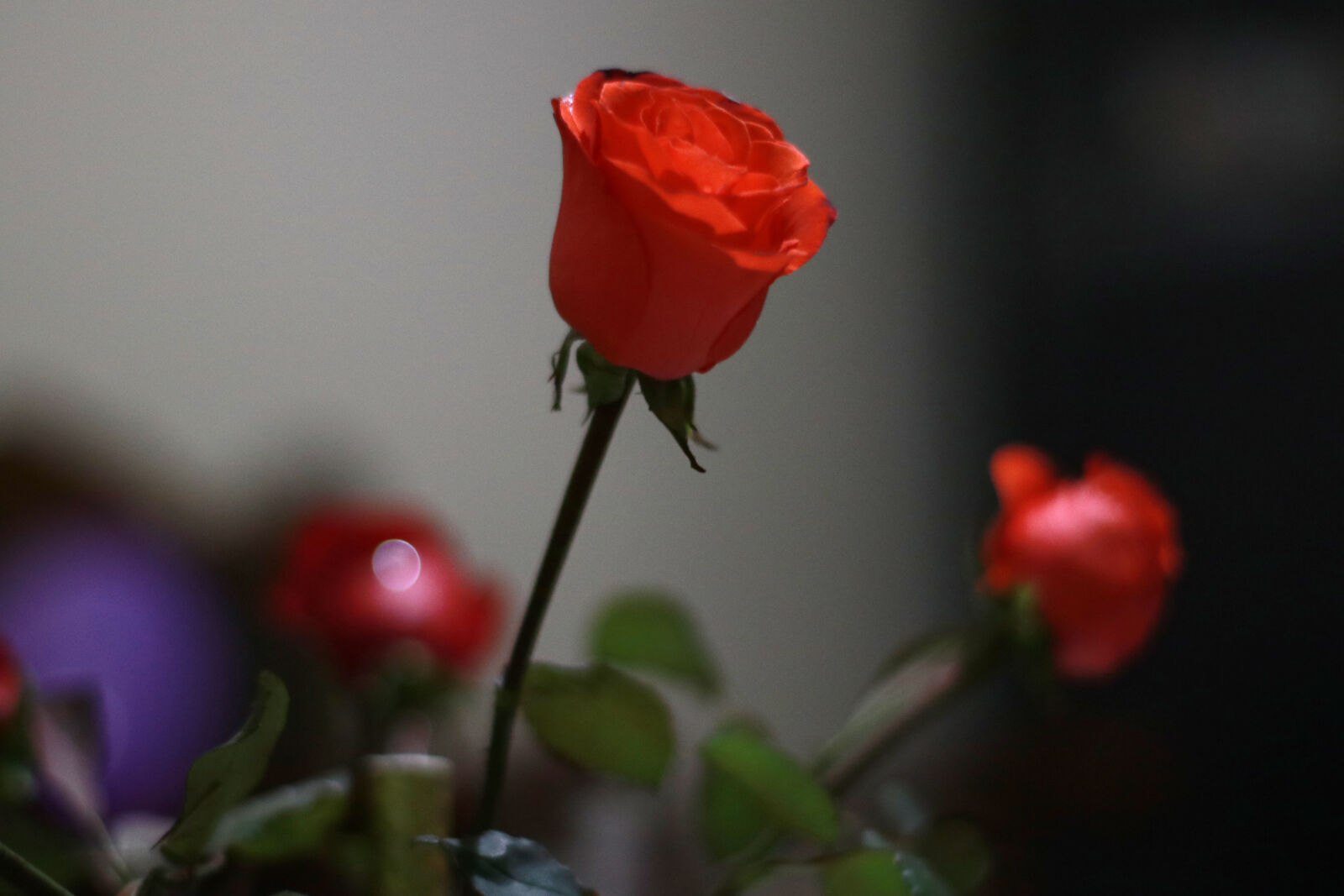 Canon EOS 80D sample photo. Awosme, rose, light, red photography