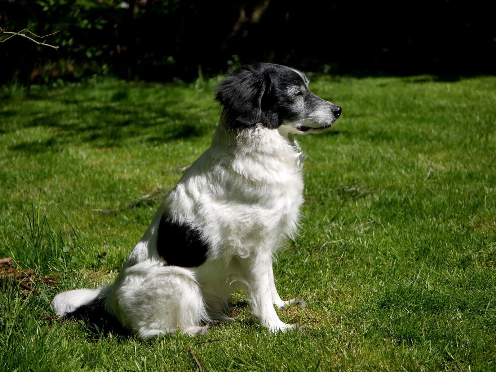 Panasonic PHOTOfunSTUDIO 9.7 PE sample photo. Dog, grass, animal photography
