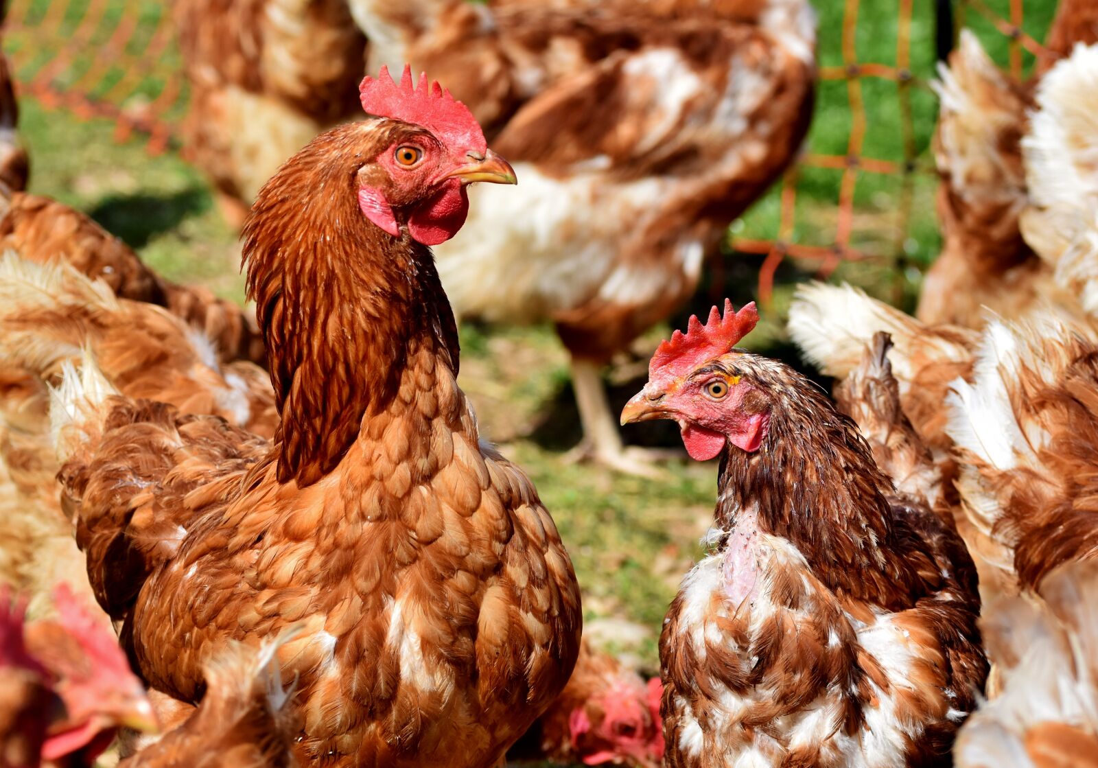 Nikon D7200 sample photo. Chicken, hen, poultry photography