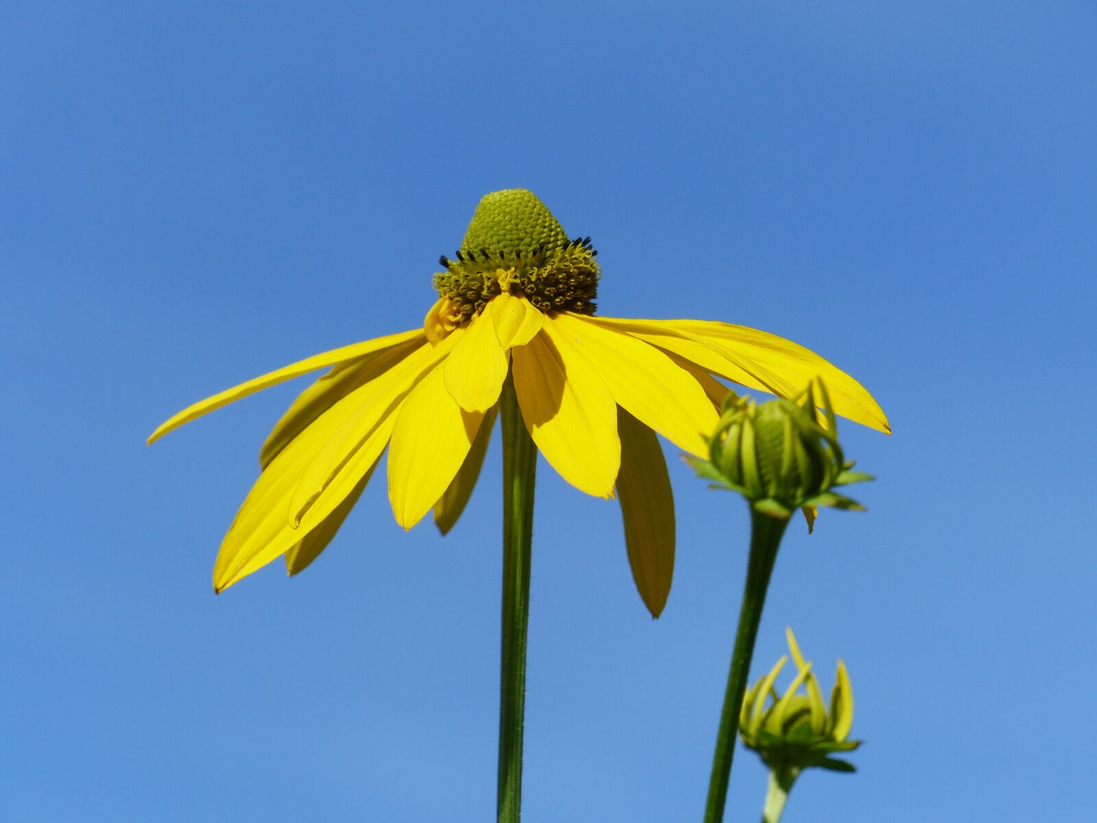 Panasonic Lumix DMC-FZ200 sample photo. Coneflower, flower, summer photography