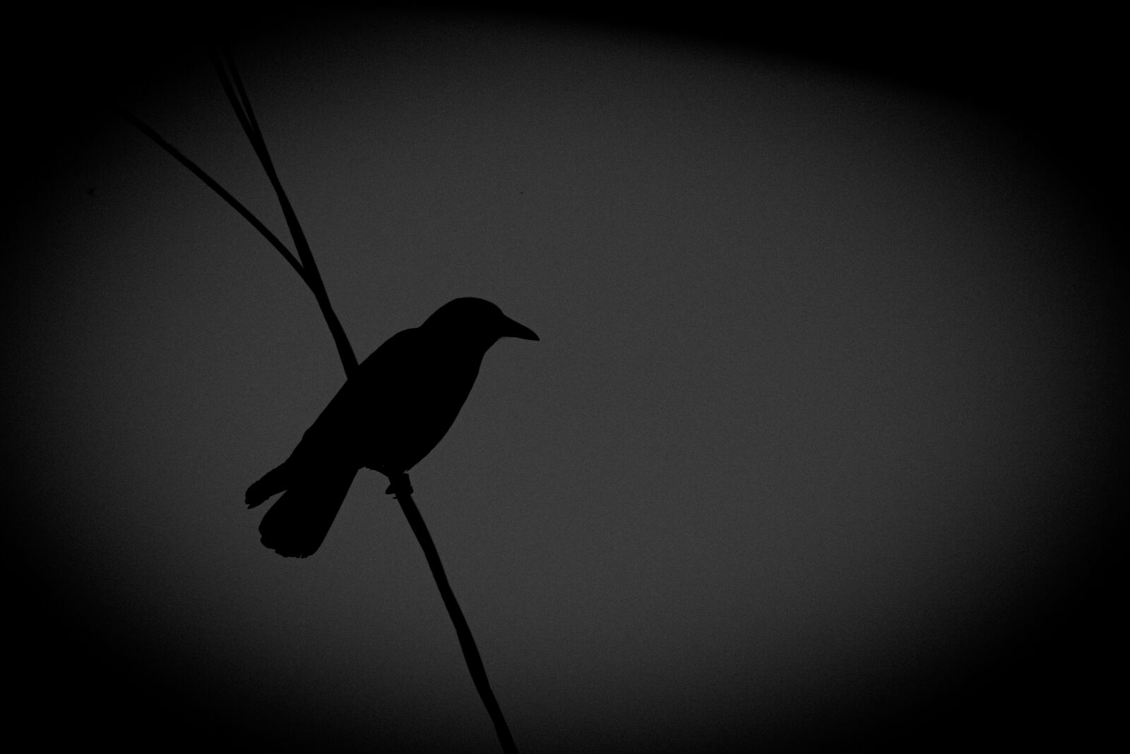 Canon EOS 650D (EOS Rebel T4i / EOS Kiss X6i) sample photo. Black and white, crow photography