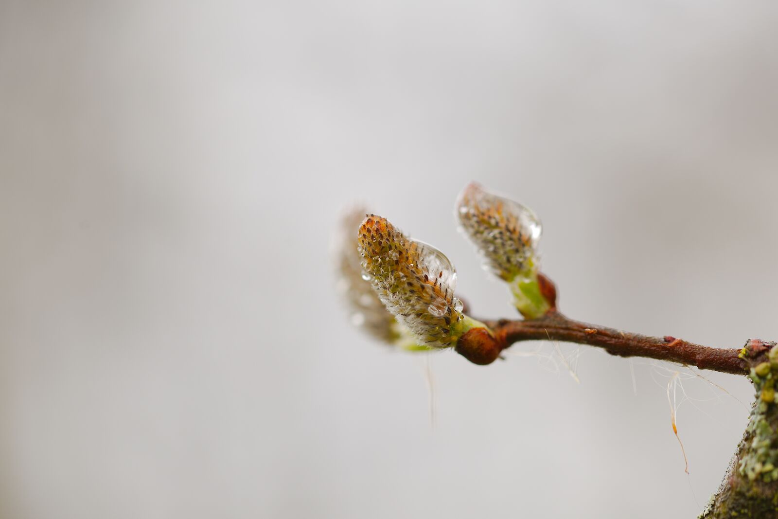 Canon EOS 6D sample photo. Nature, leaf, growth photography