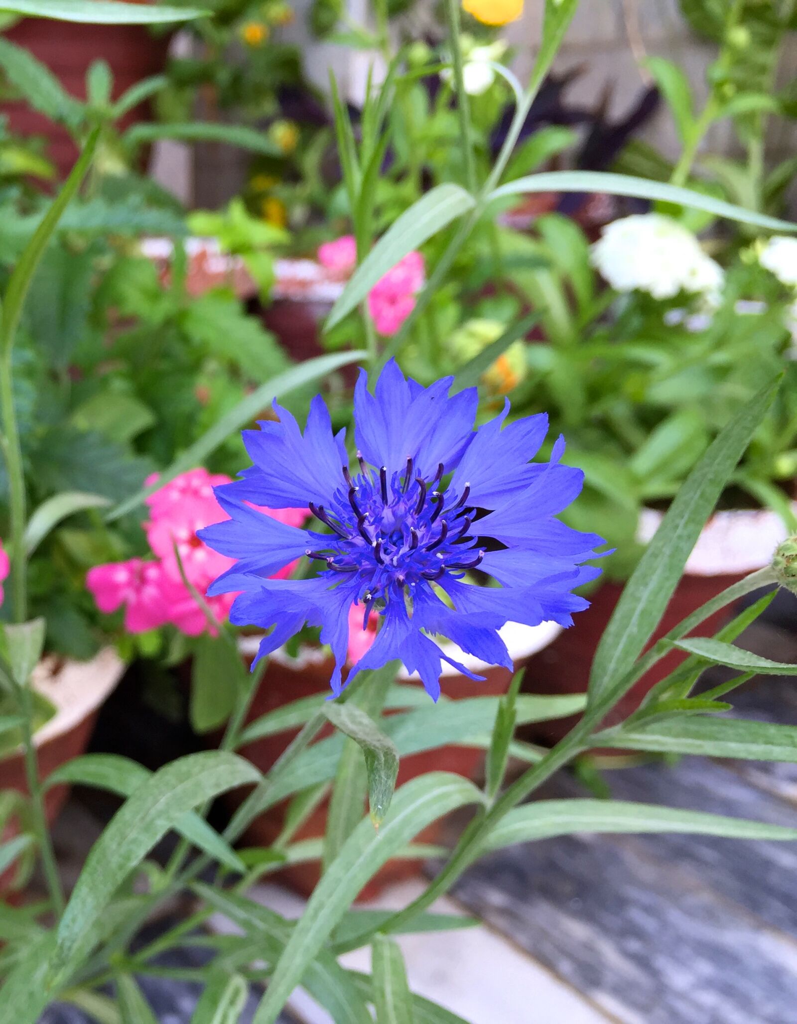 Apple iPhone 6 sample photo. Blue, flower photography