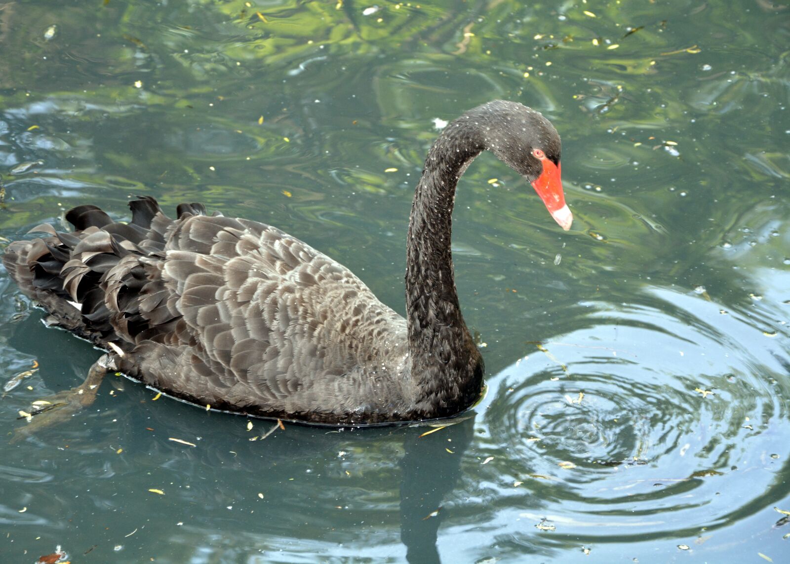 Nikon D5200 sample photo. Black swan, long neck photography