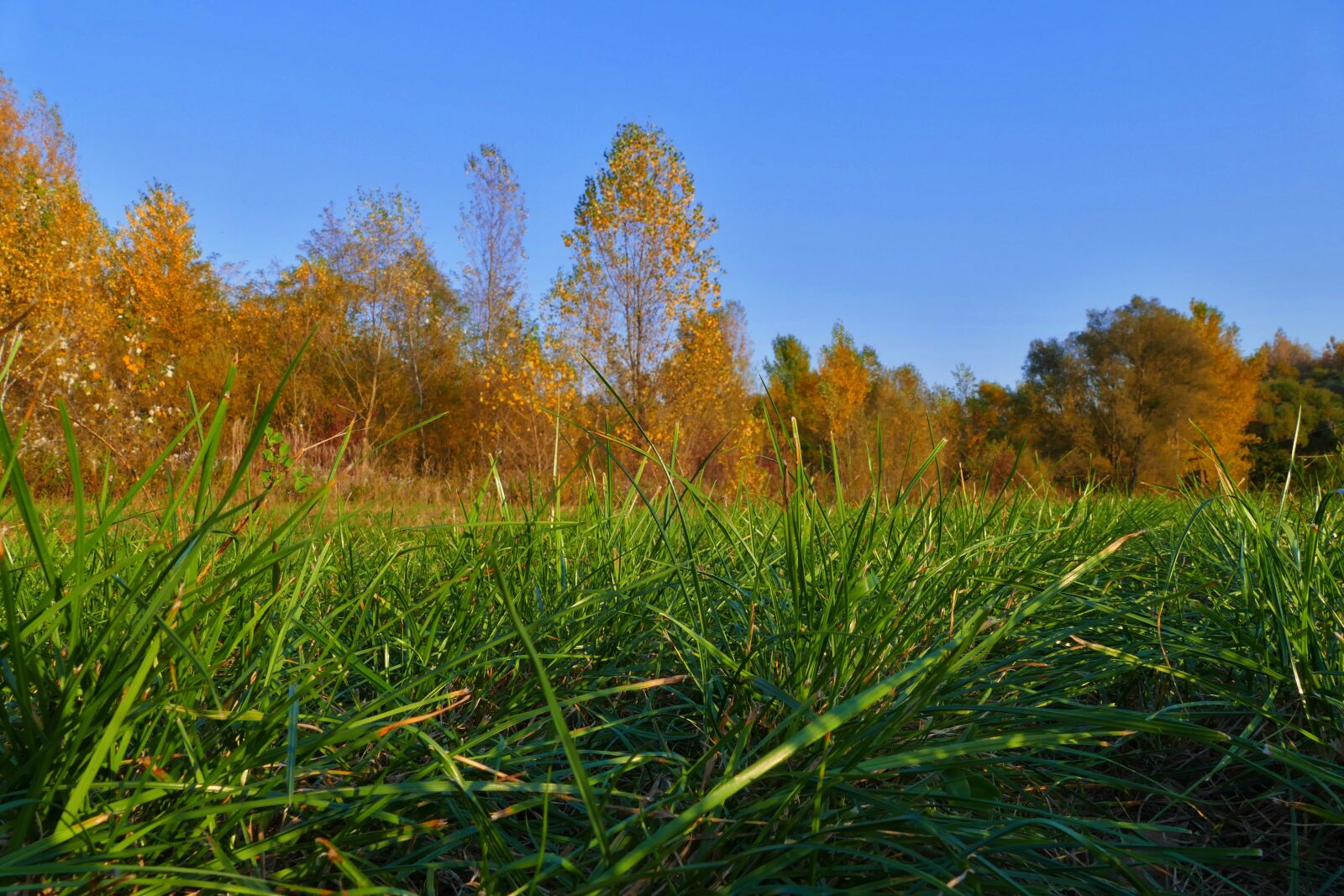 Panasonic Lumix DMC-FZ1000 sample photo. Grass, trees, autumn photography