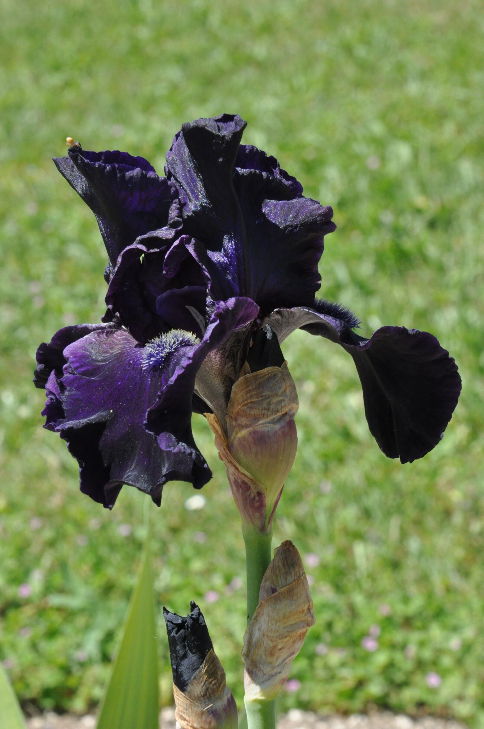 Nikon D90 sample photo. Iris, flower, black photography