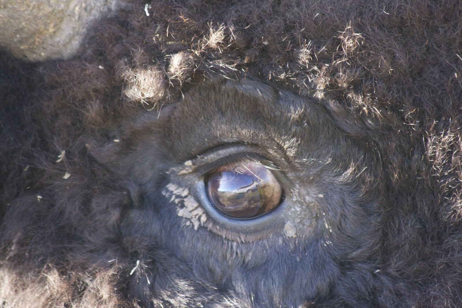 Canon EOS 40D sample photo. Bison, eye, buffalo photography