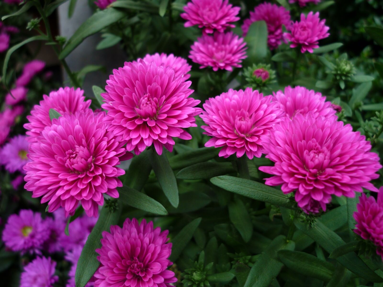 Panasonic Lumix DMC-FS6 sample photo. Asters, nature, flowers photography