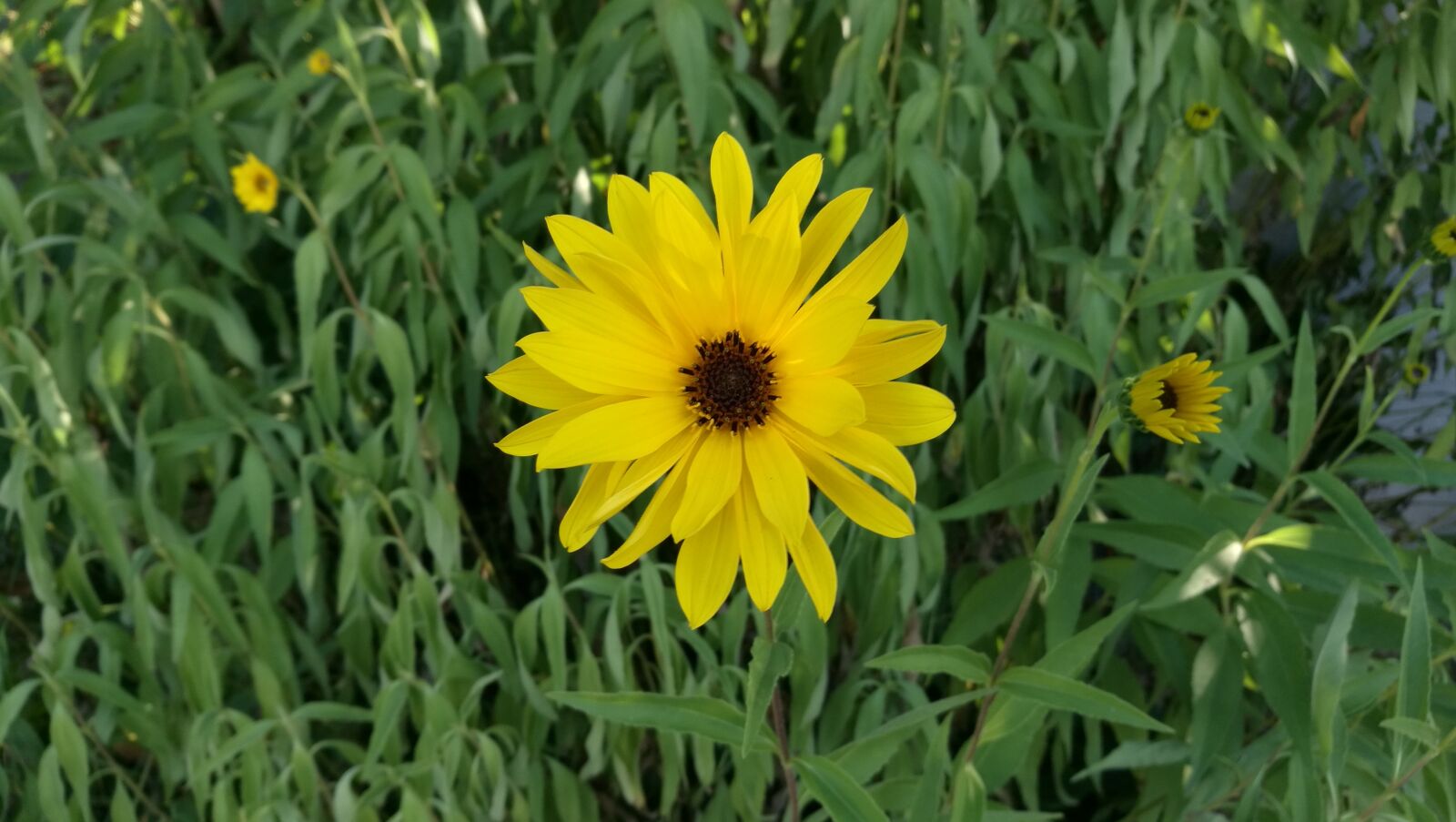 HUAWEI Honor 8 sample photo. Flower, summer, marguerite photography