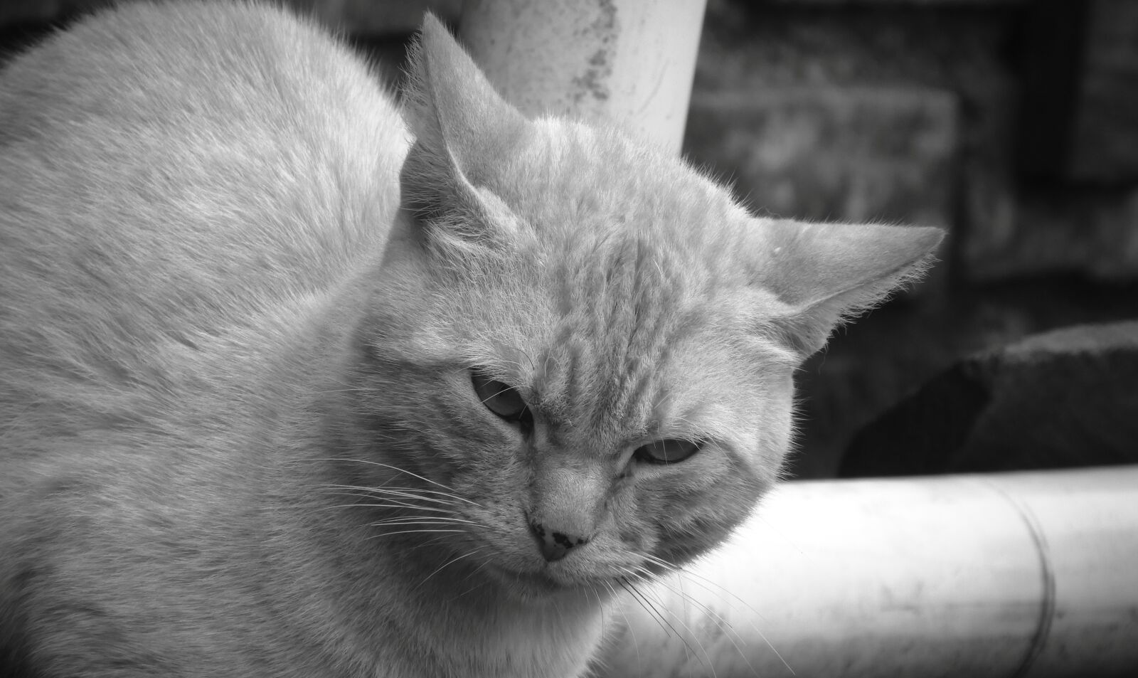 Nikon Coolpix B700 sample photo. White and negrogato, animalia photography