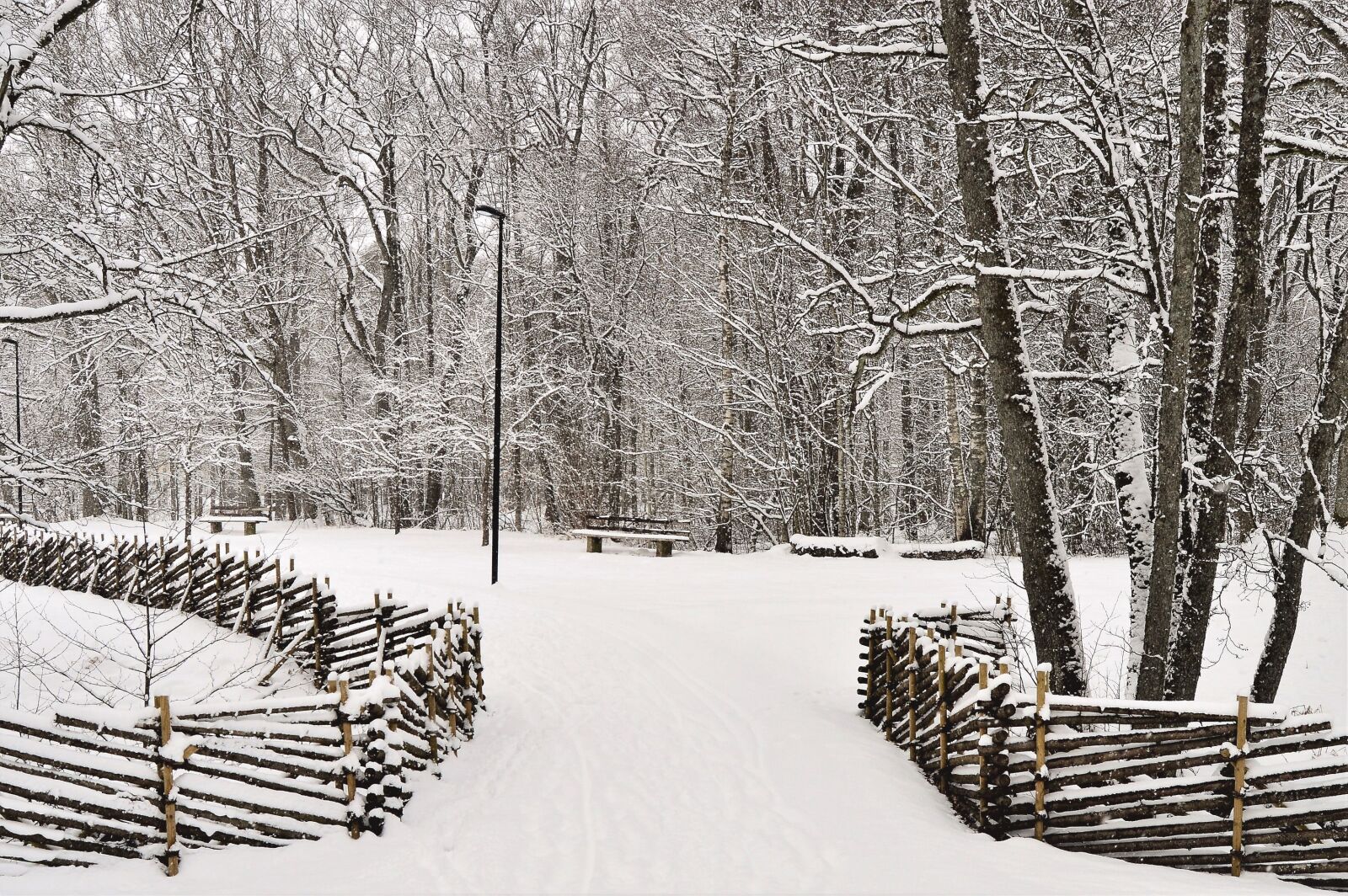 Nikon D3200 sample photo. Winter, snow, tree photography