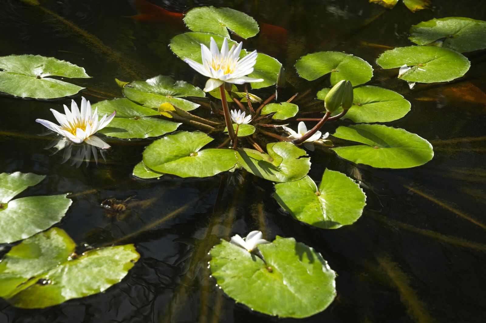 Sony FE 24-105mm F4 G OSS sample photo. Water lilies, pond, flowers photography