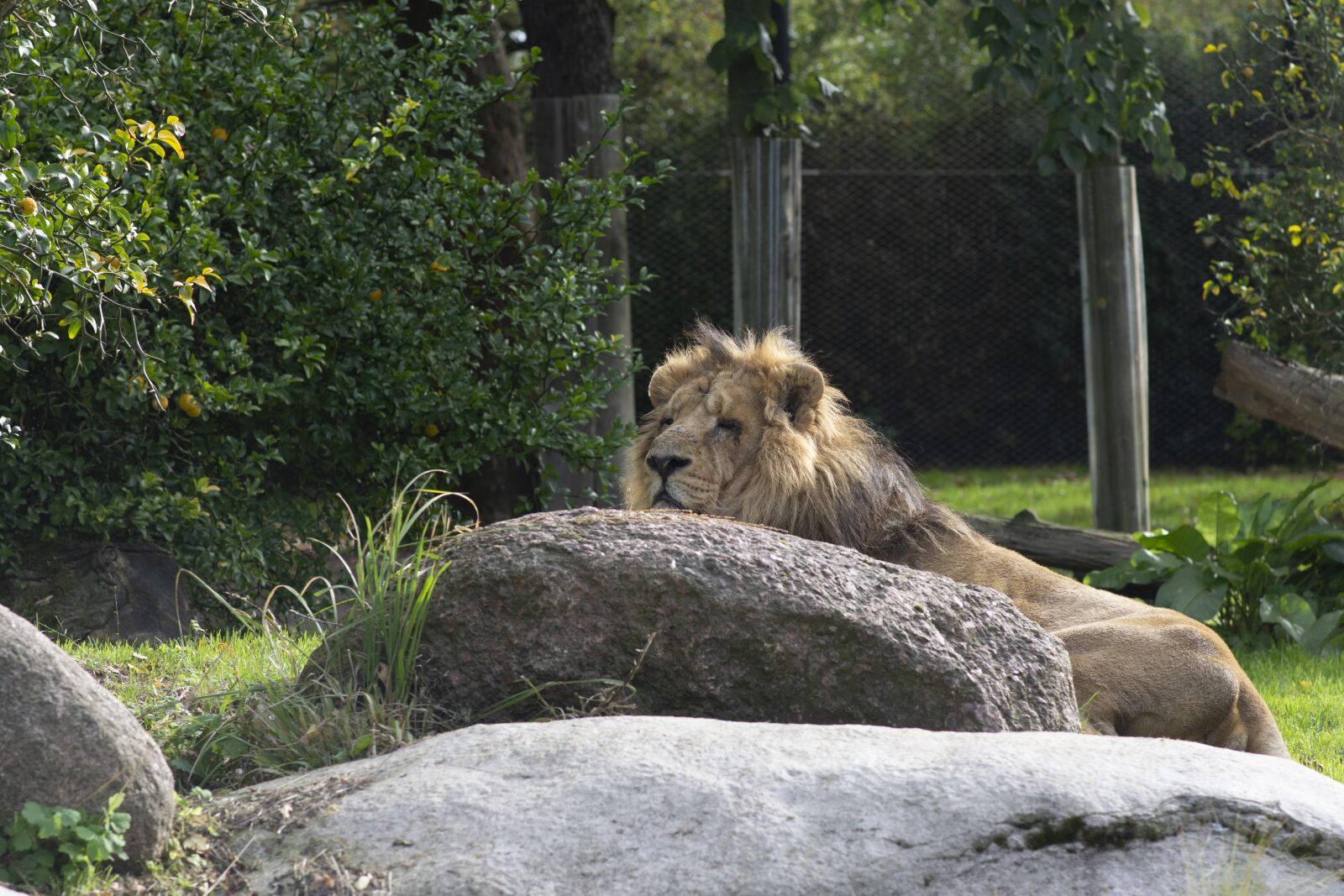 Nikon D7200 sample photo. Lion, predator, africa photography