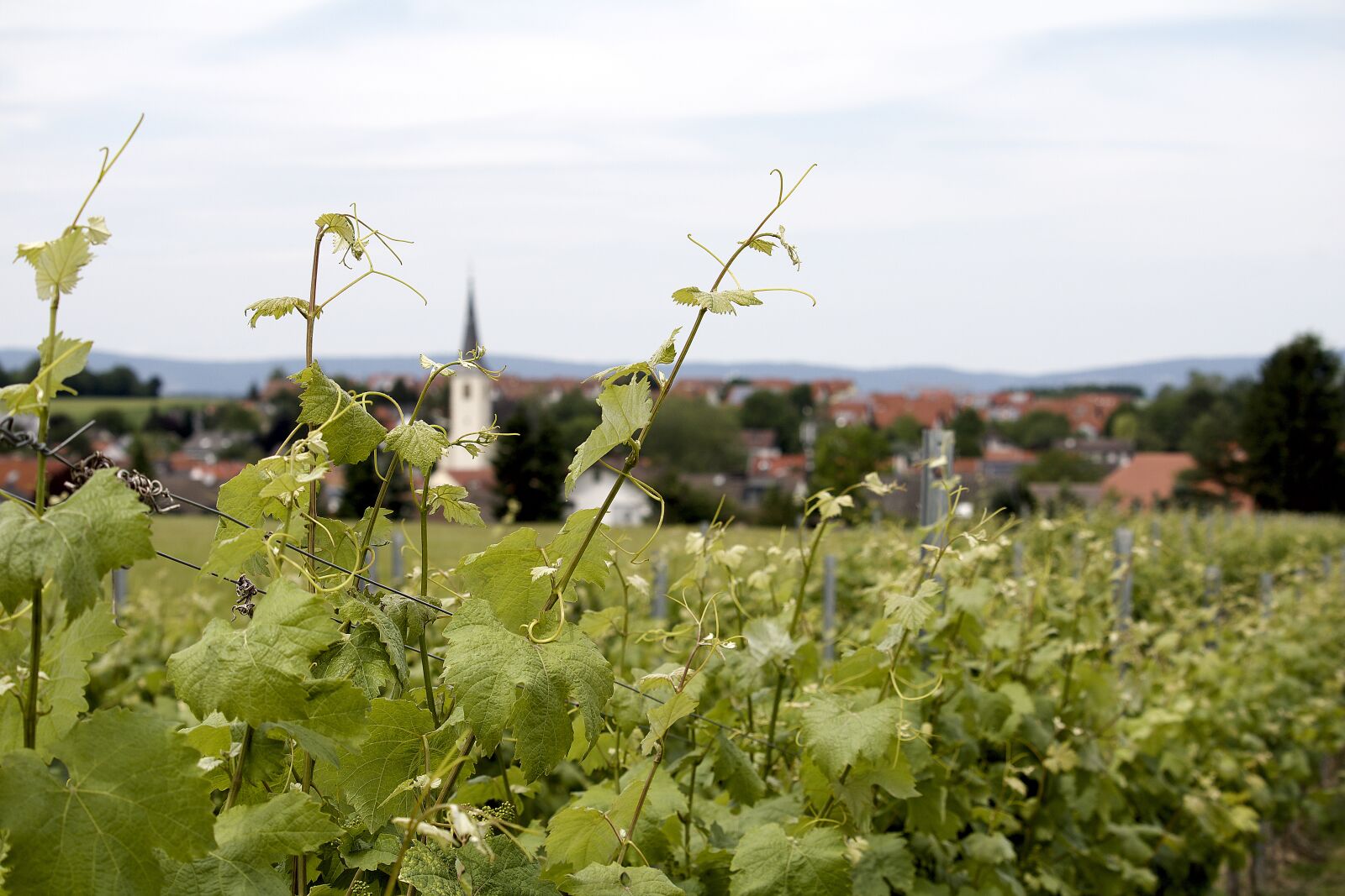 Canon EOS 750D (EOS Rebel T6i / EOS Kiss X8i) sample photo. Wine, growing field, plant photography