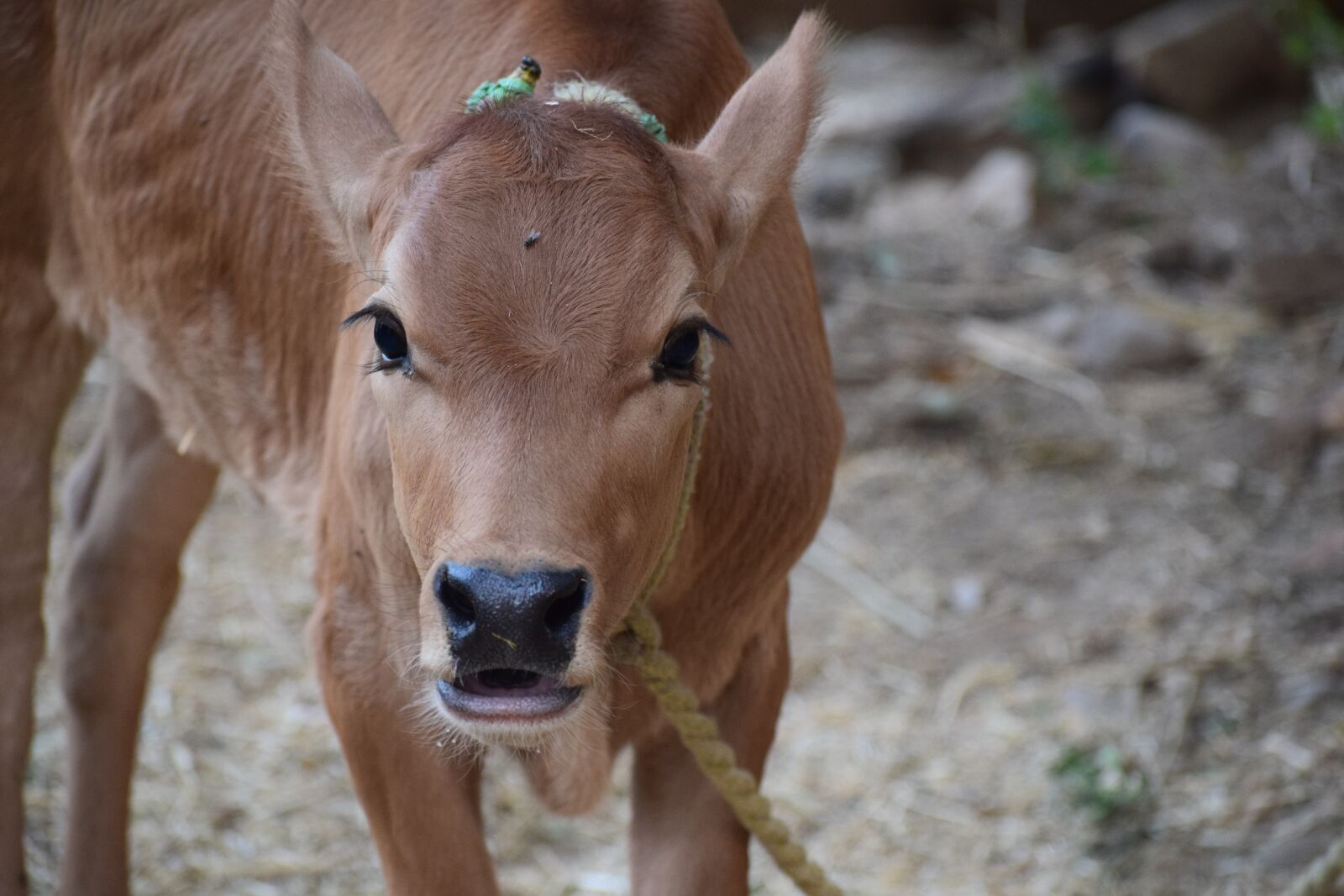 Nikon D3300 sample photo. Animals, calf, cattle photography