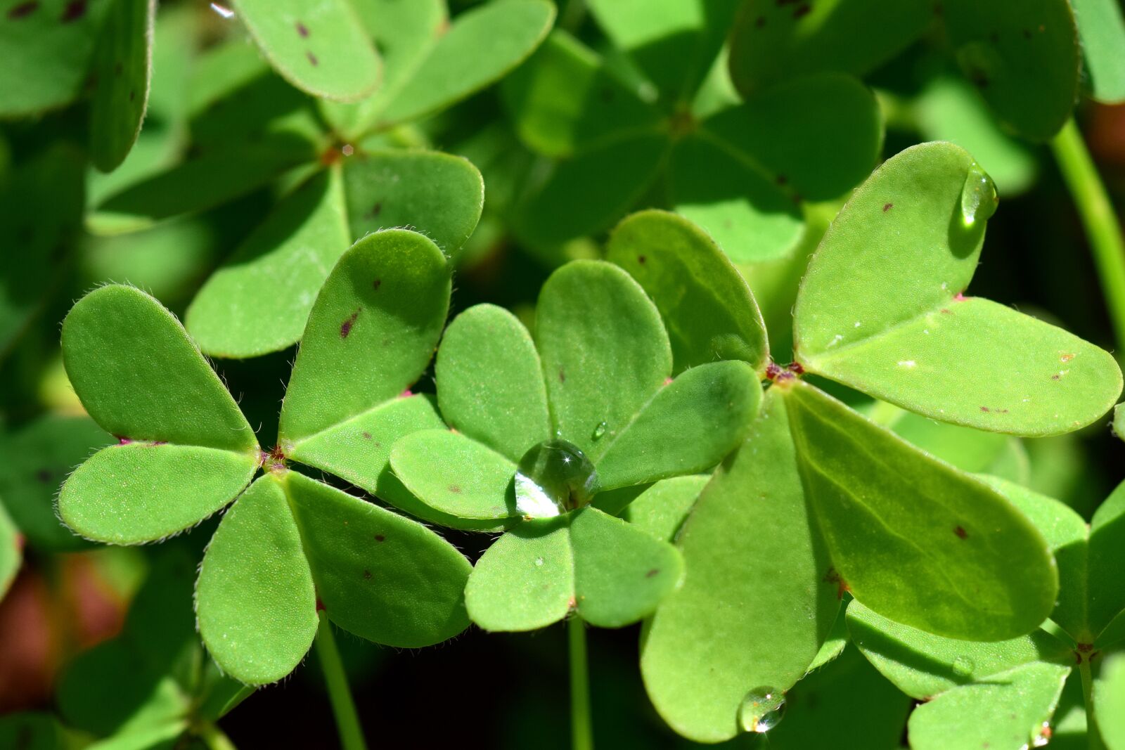 Nikon D3300 sample photo. Oxalis corniculata, close up photography