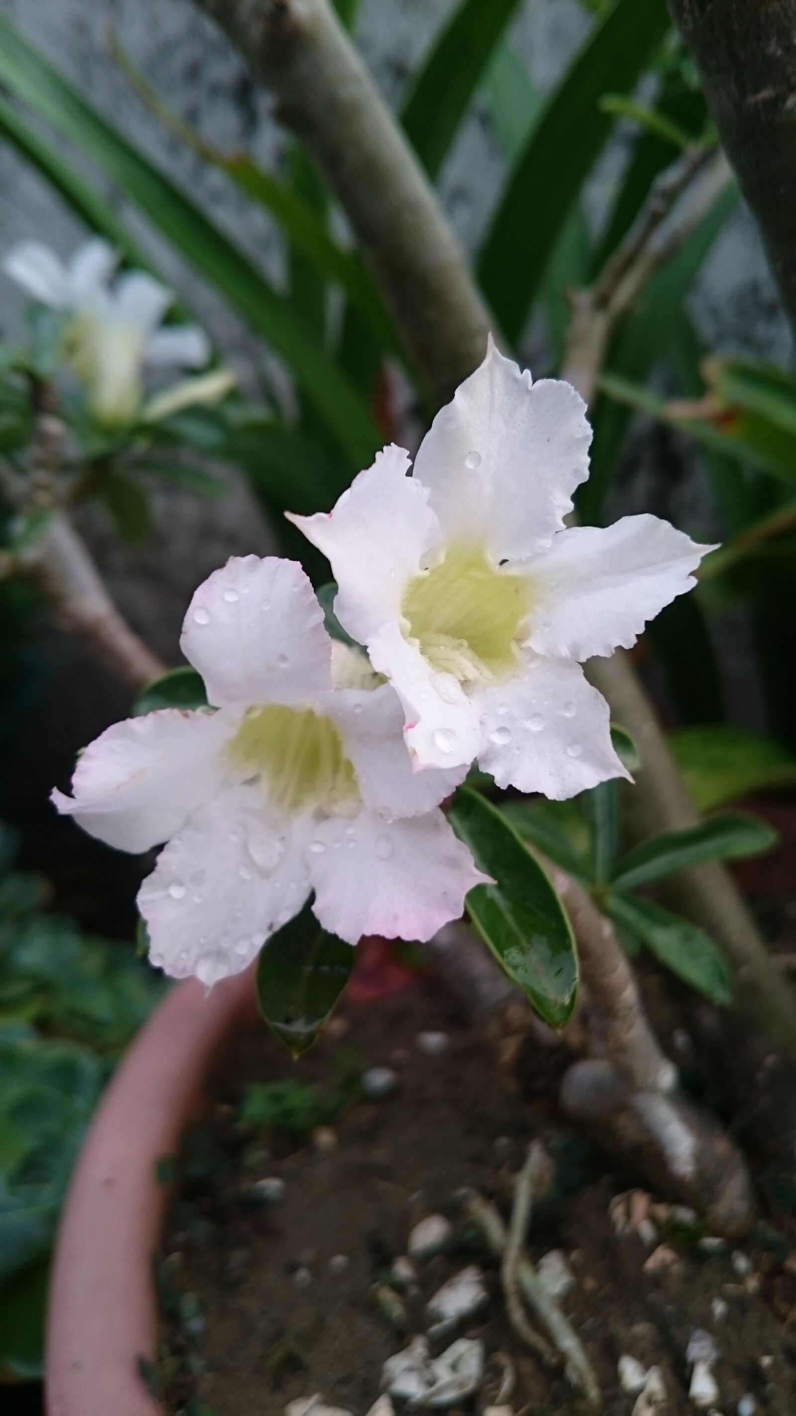 Sony Xperia Z3 sample photo. Desert rose, plant, flower photography