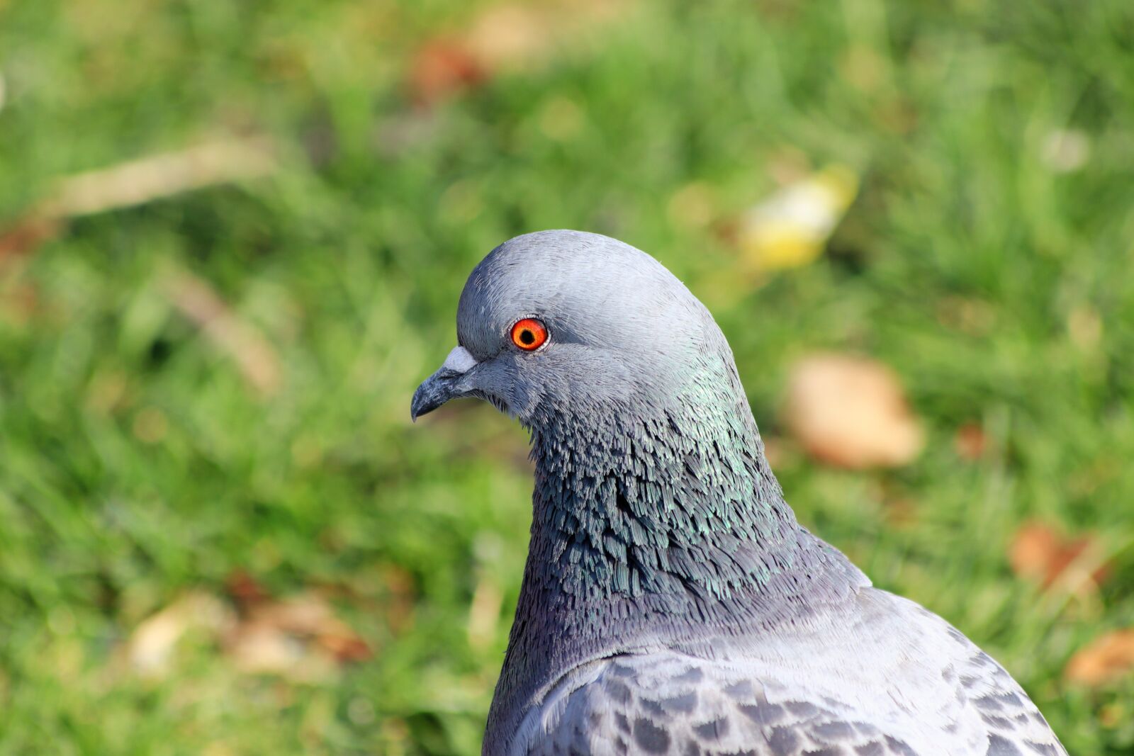 Canon EOS 200D (EOS Rebel SL2 / EOS Kiss X9) sample photo. Pigeon, bird, orange eye photography