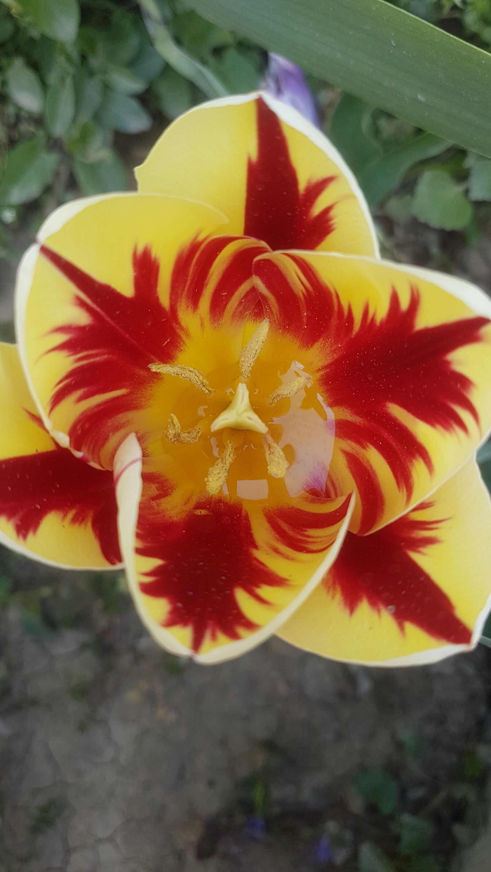 Samsung Galaxy S7 Edge sample photo. Spring, tulip, flowers photography
