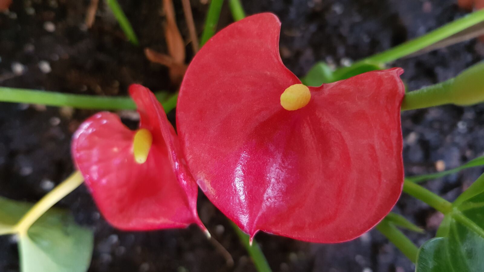 Samsung Galaxy S8 sample photo. Anthuriums, flowers, plants photography