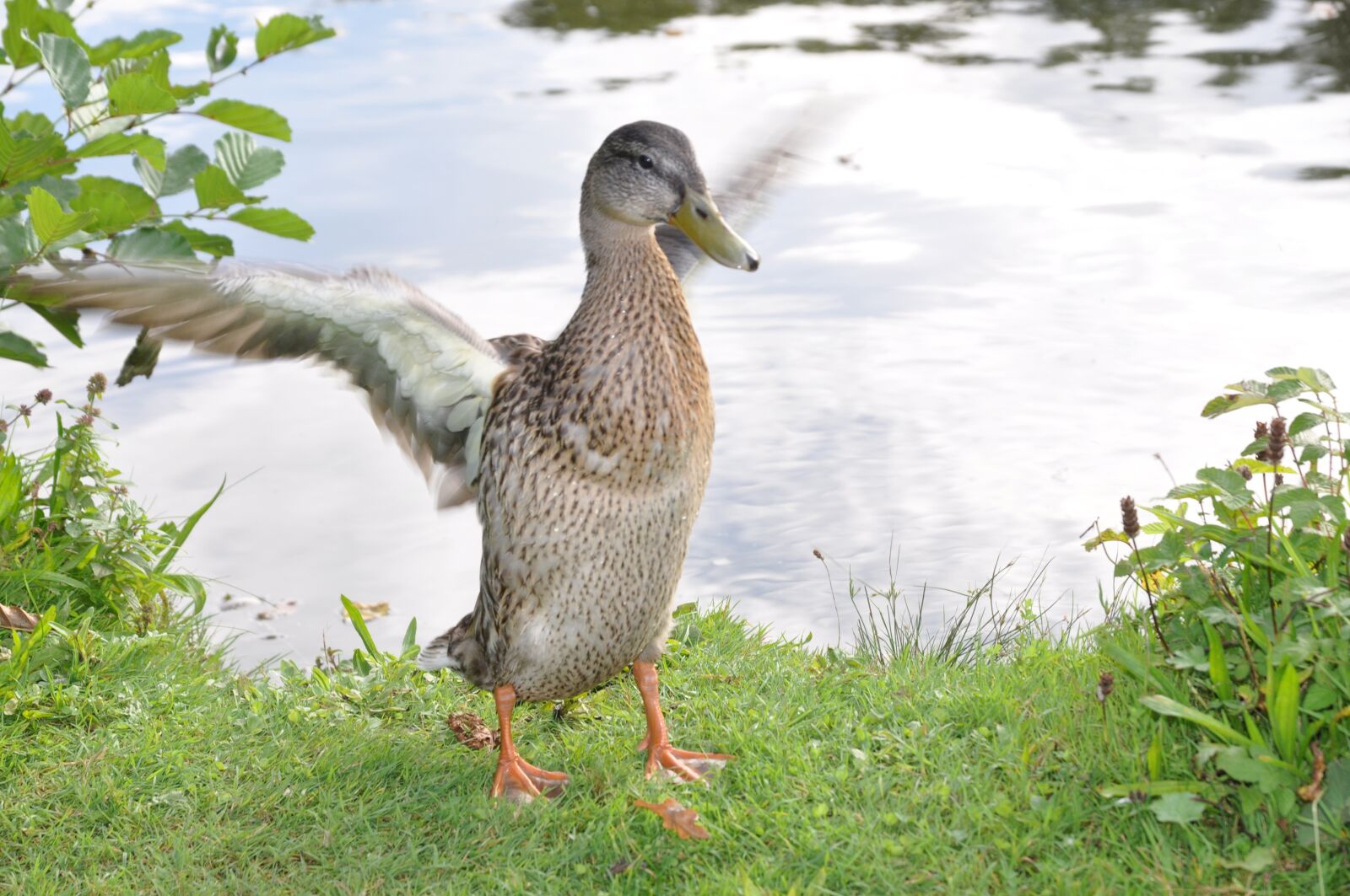 Nikon D90 sample photo. Duck, water bird, nature photography