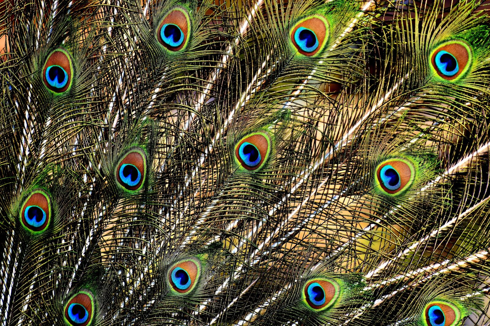 Nikon D7200 sample photo. Peacock feathers, colorful, bird photography