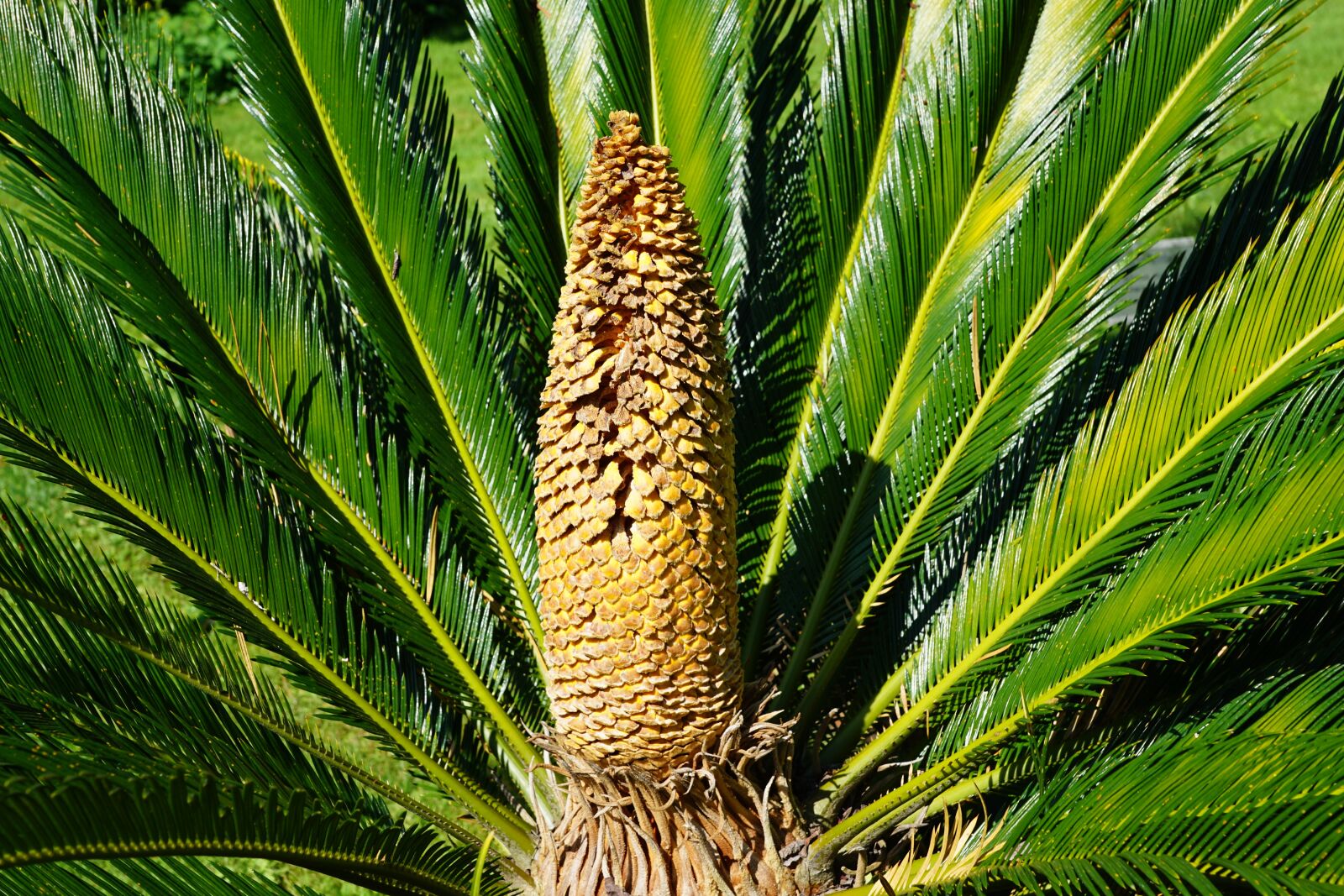 Sony DT 16-50mm F2.8 SSM sample photo. Palm, green, plant photography