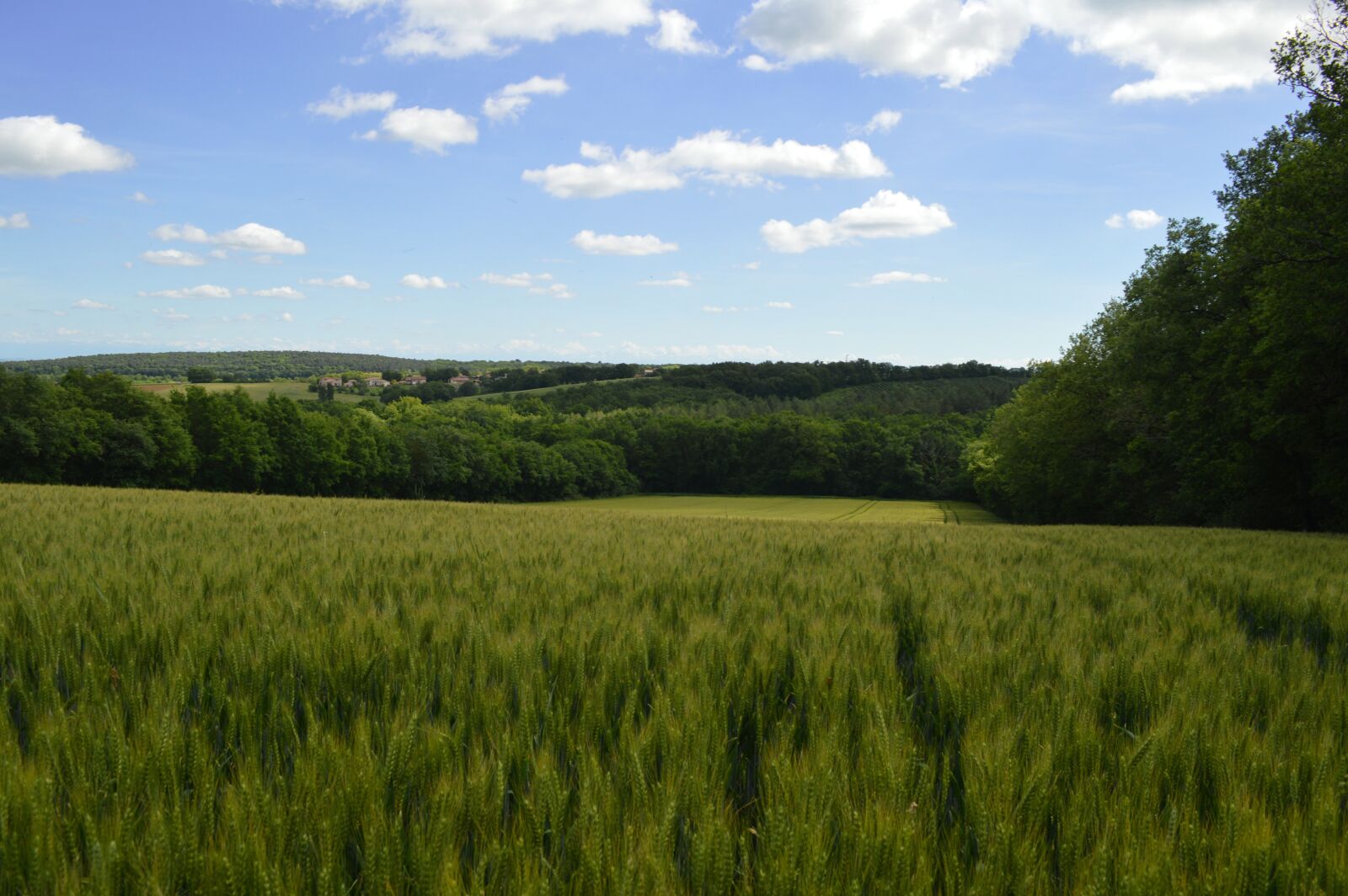 Nikon D3200 sample photo. Cornfield, landscape, nature photography