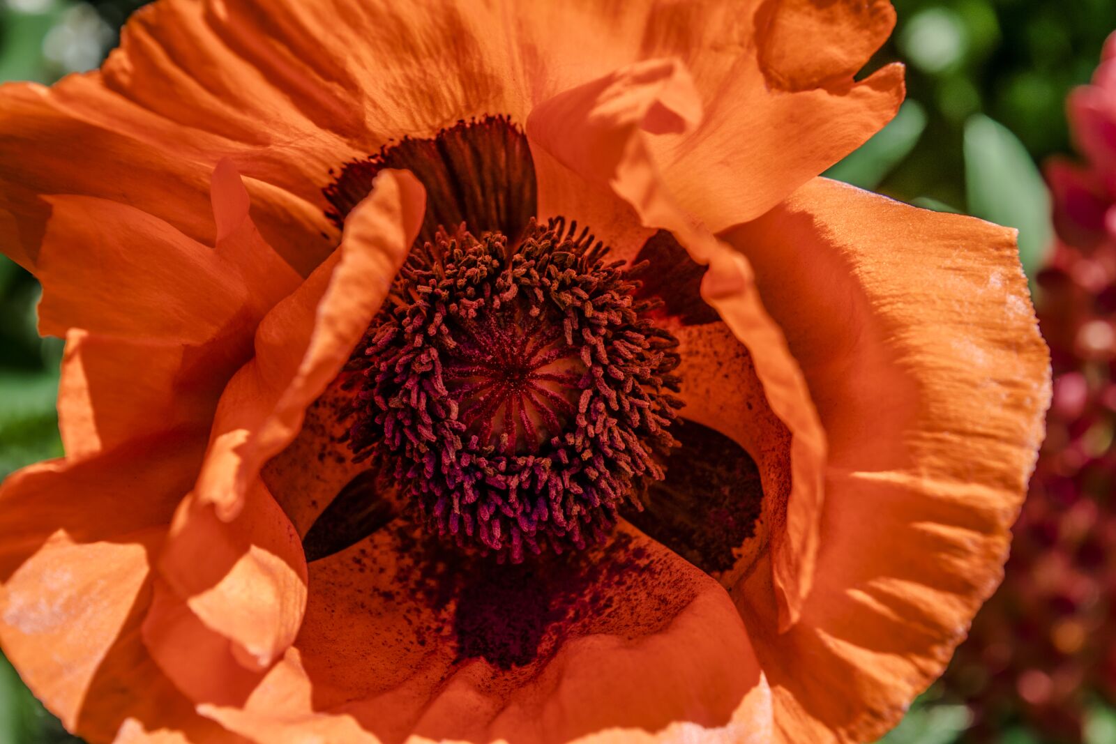 Nikon D3300 sample photo. Poppy, flower, nature photography