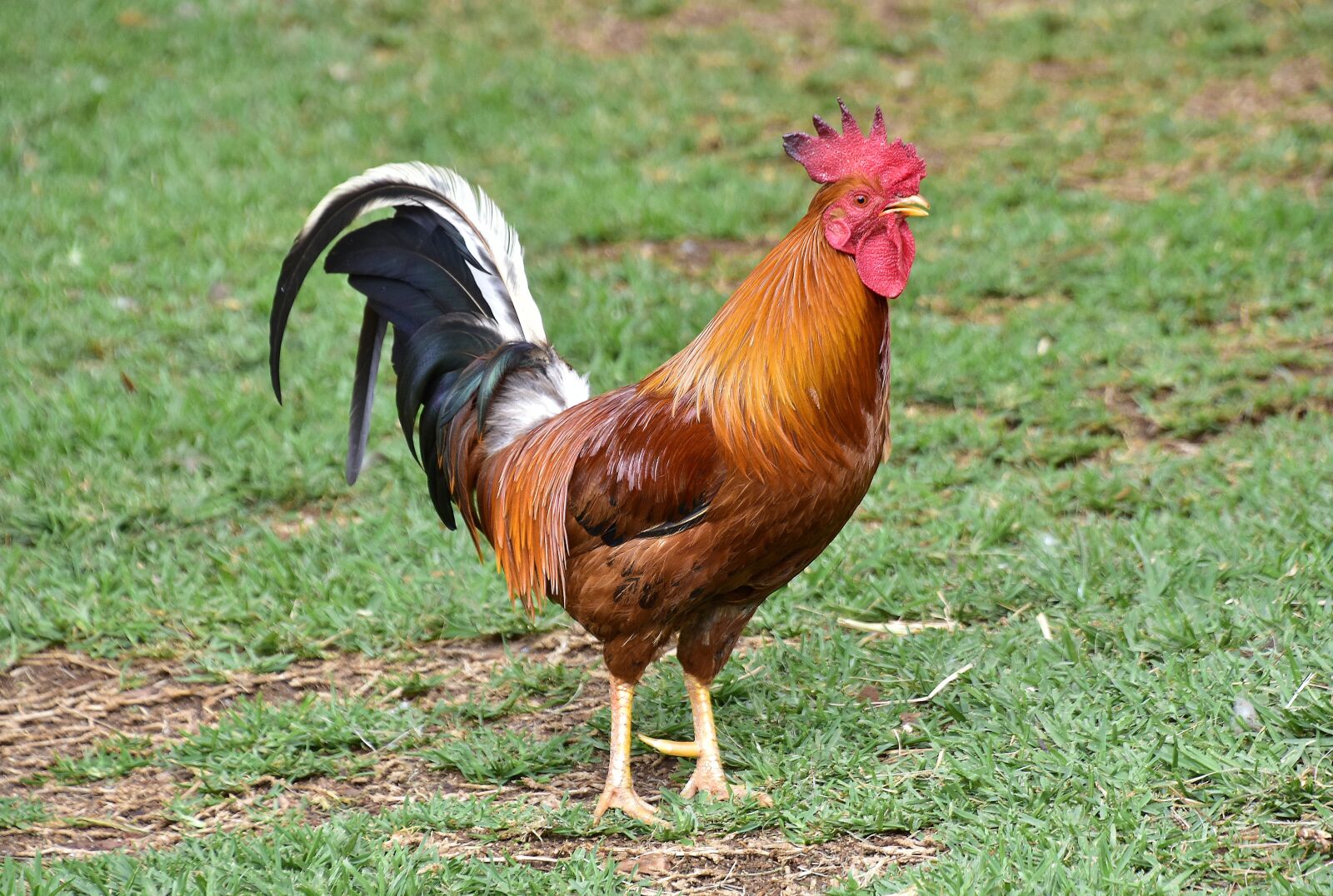 Nikon D7200 sample photo. Poultry, gallo, domestic fowl photography