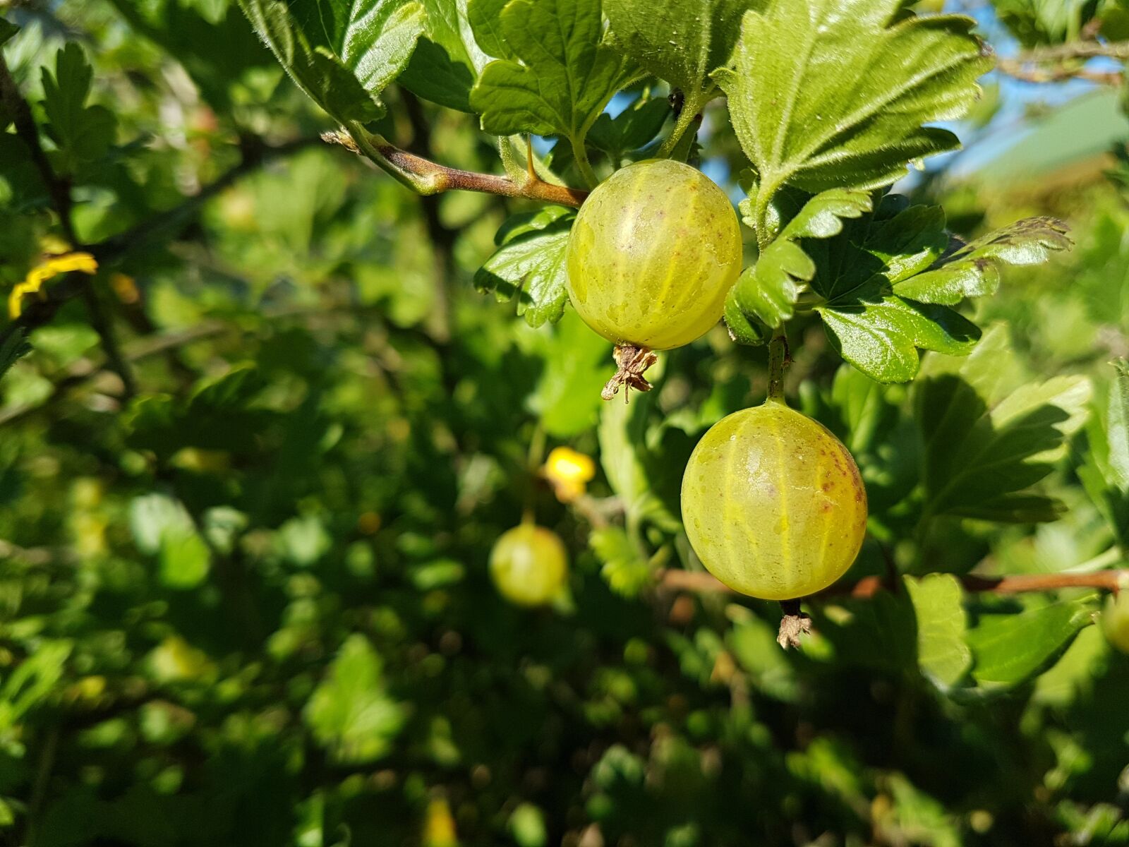 Samsung Galaxy S7 Edge sample photo. Gooseberry, berry, nature photography
